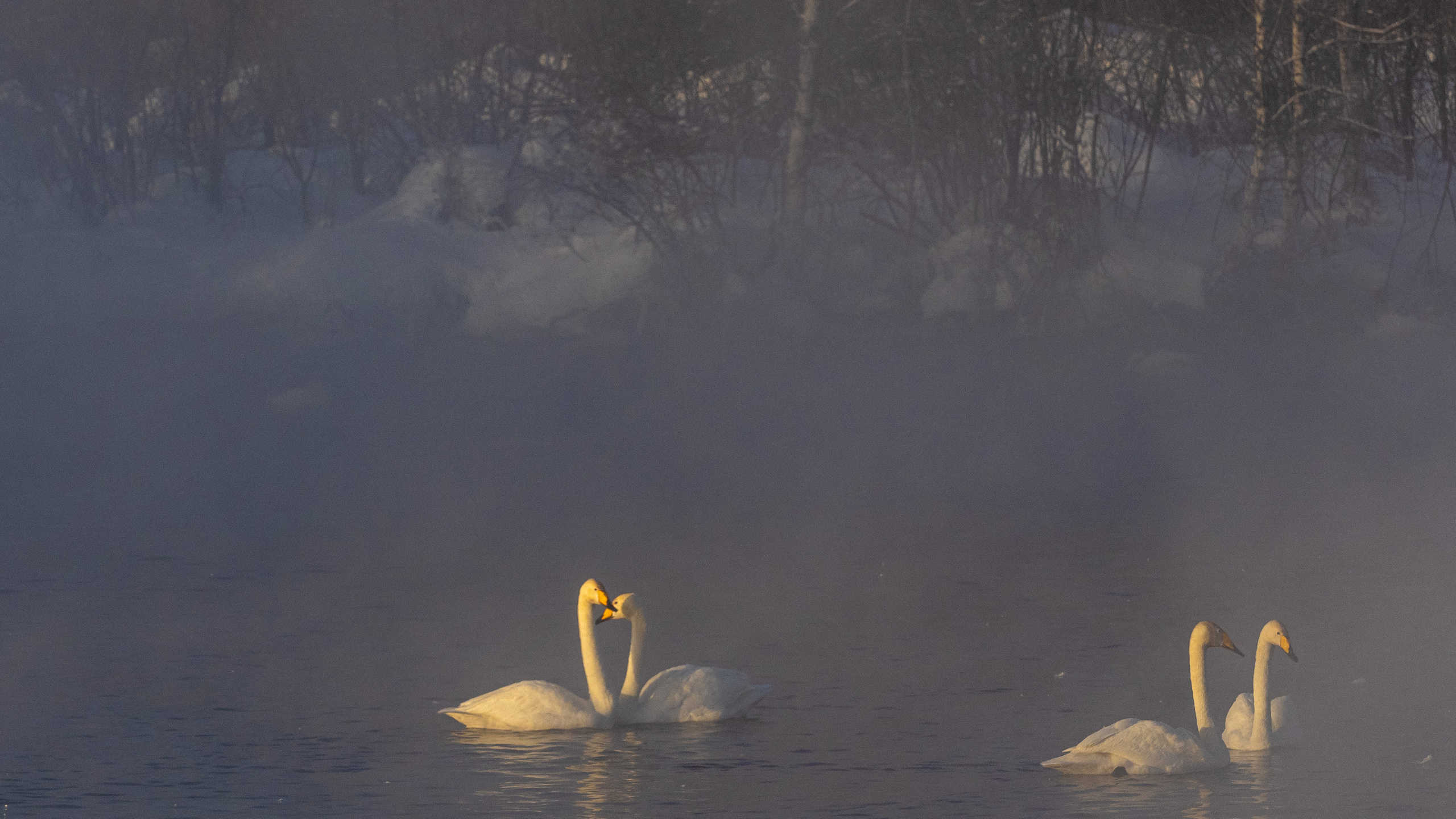 Зимовка лебедей на оз.Светлое, Алтай. Творческие сьемки