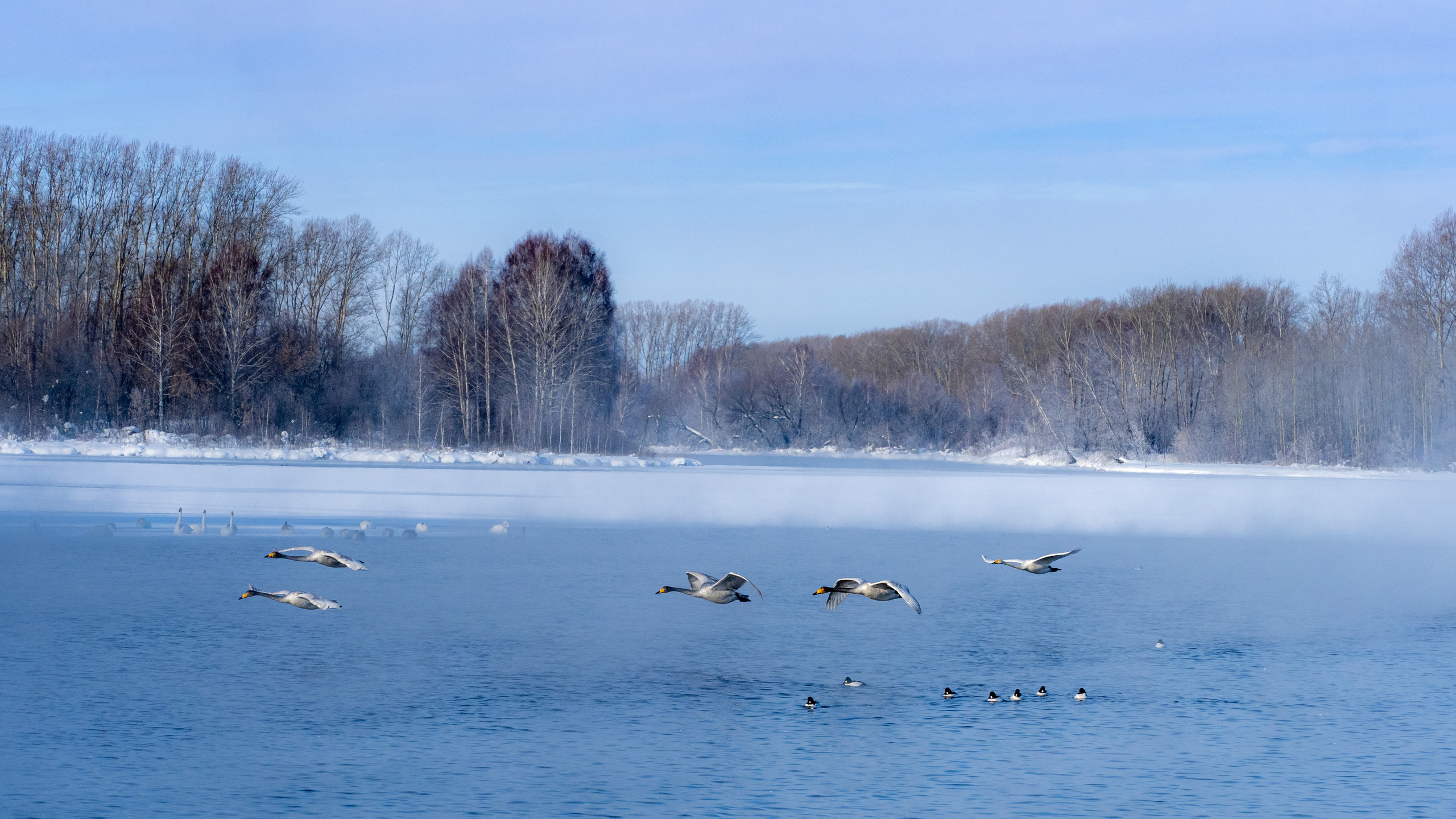 Зимовка лебедей на оз.Светлое, Алтай. Творческие сьемки