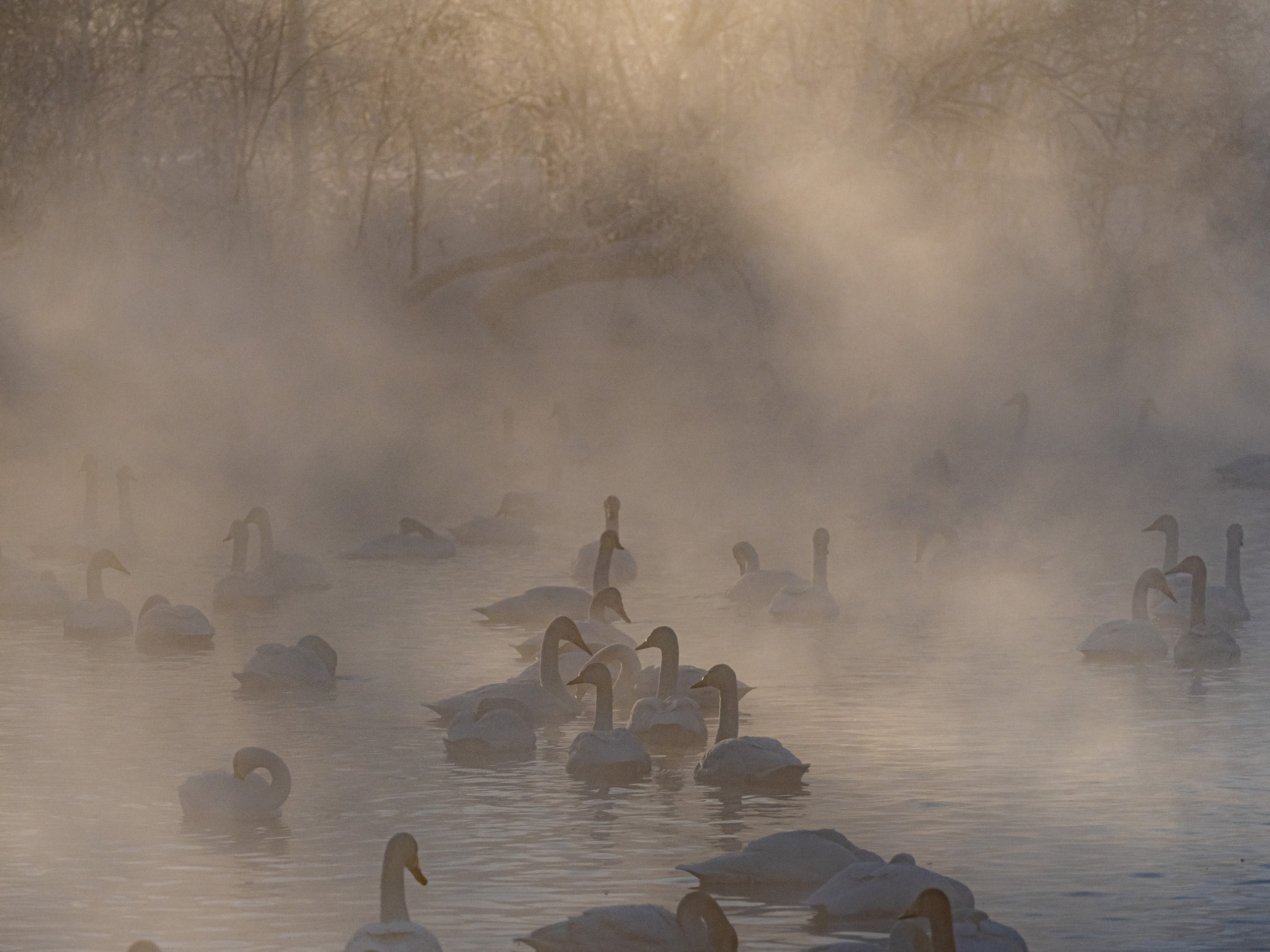 Зимовка лебедей на оз.Светлое, Алтай. Творческие сьемки