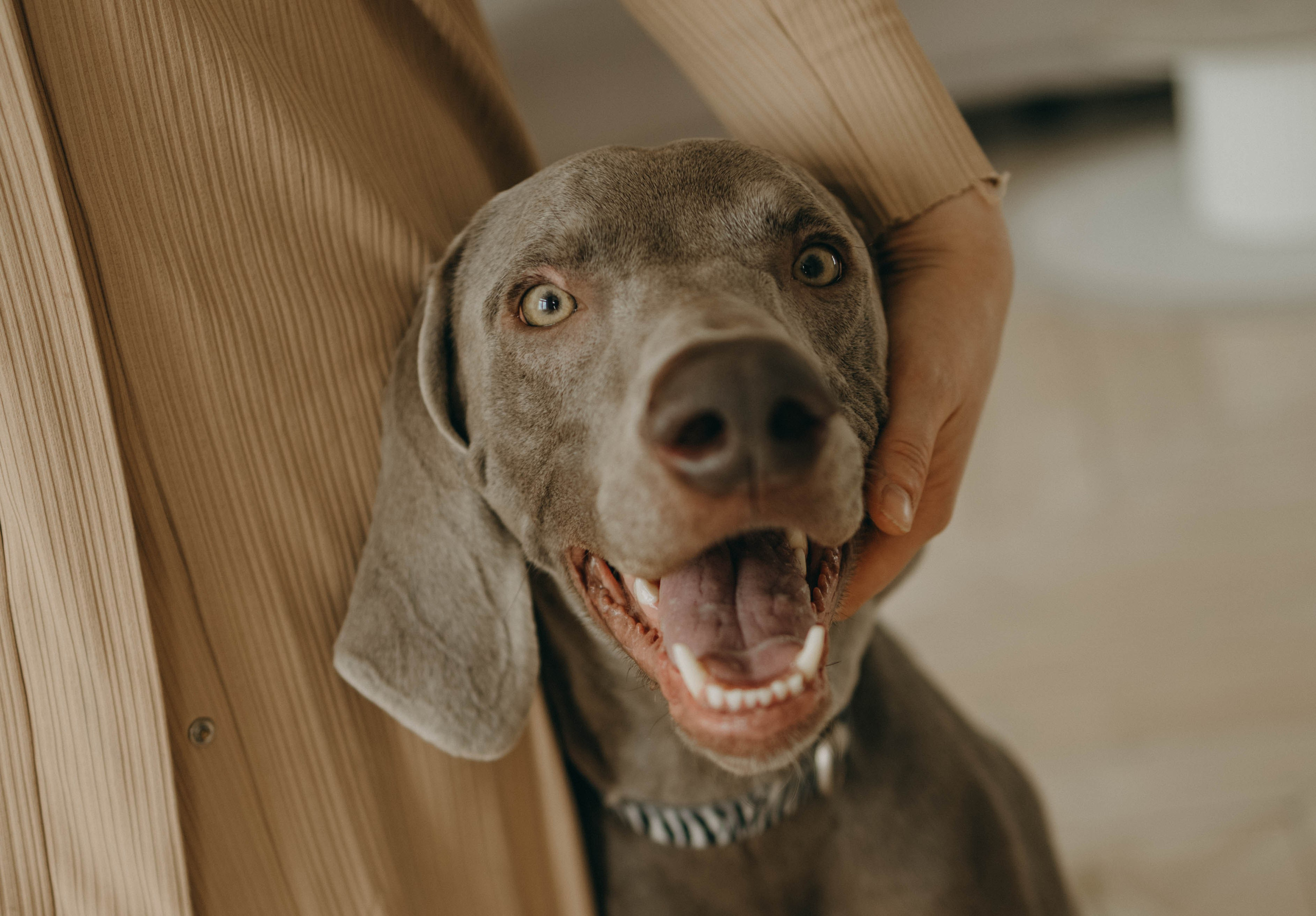 Фотосессия в студии с собакой. Фотограф-анималист в Екатеринбурге | Кристина