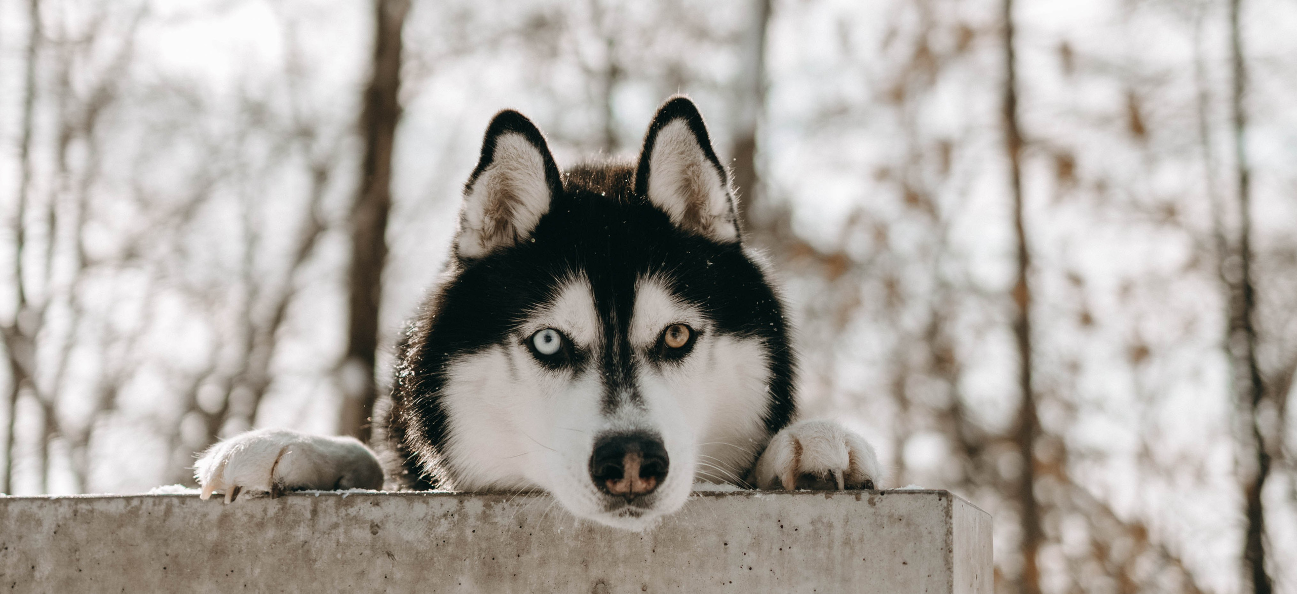 Анна и Вегас. Фотограф-анималист в Екатеринбурге | Кристина