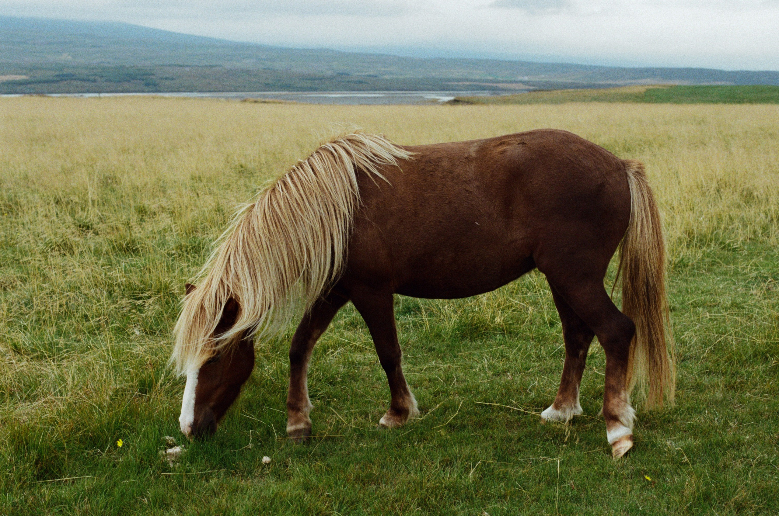 Bloodline // iceland. EVER EXPOSED