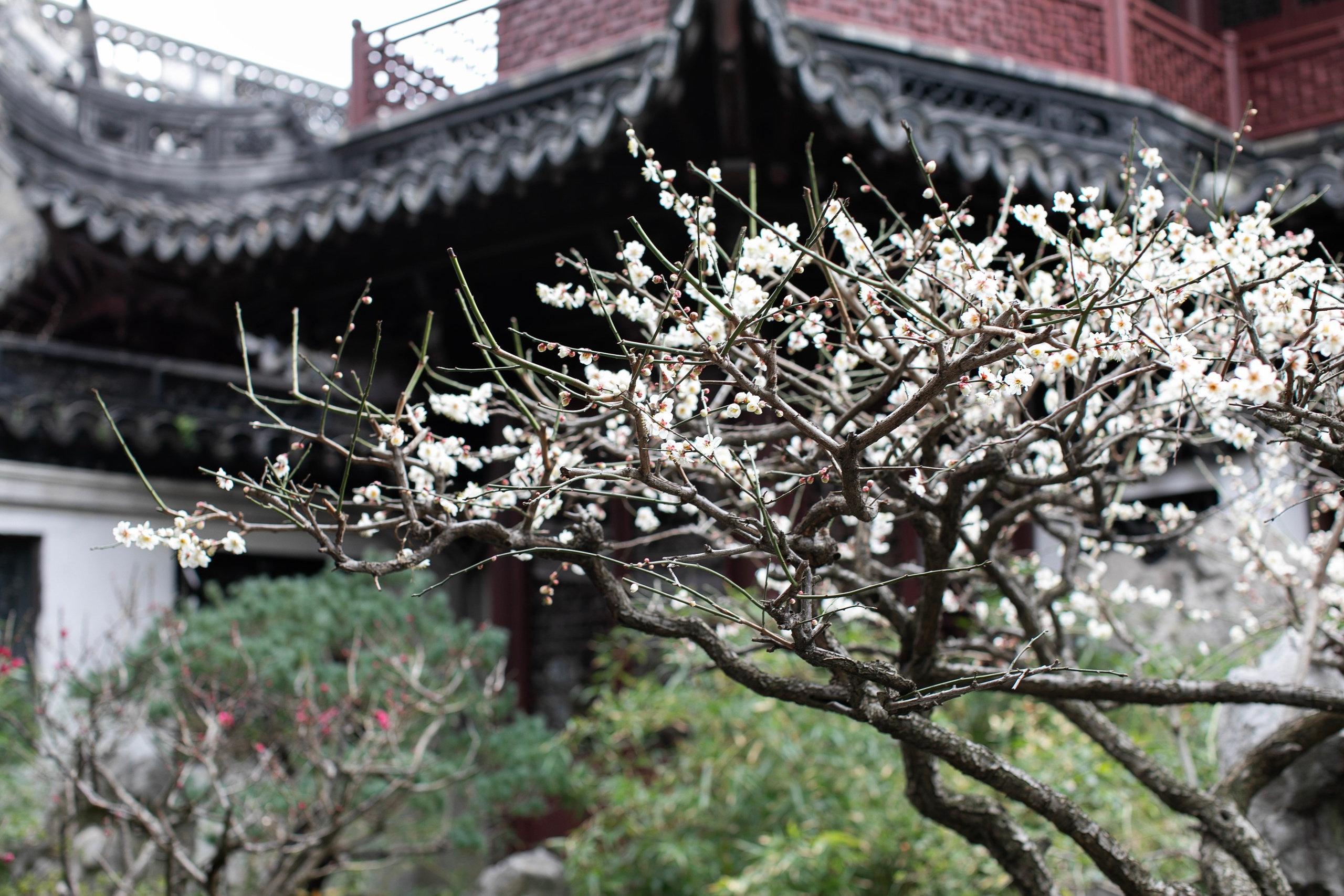 Китай'25: Пекин-Сиань-Шанхай. Фотограф-портретист в Москве