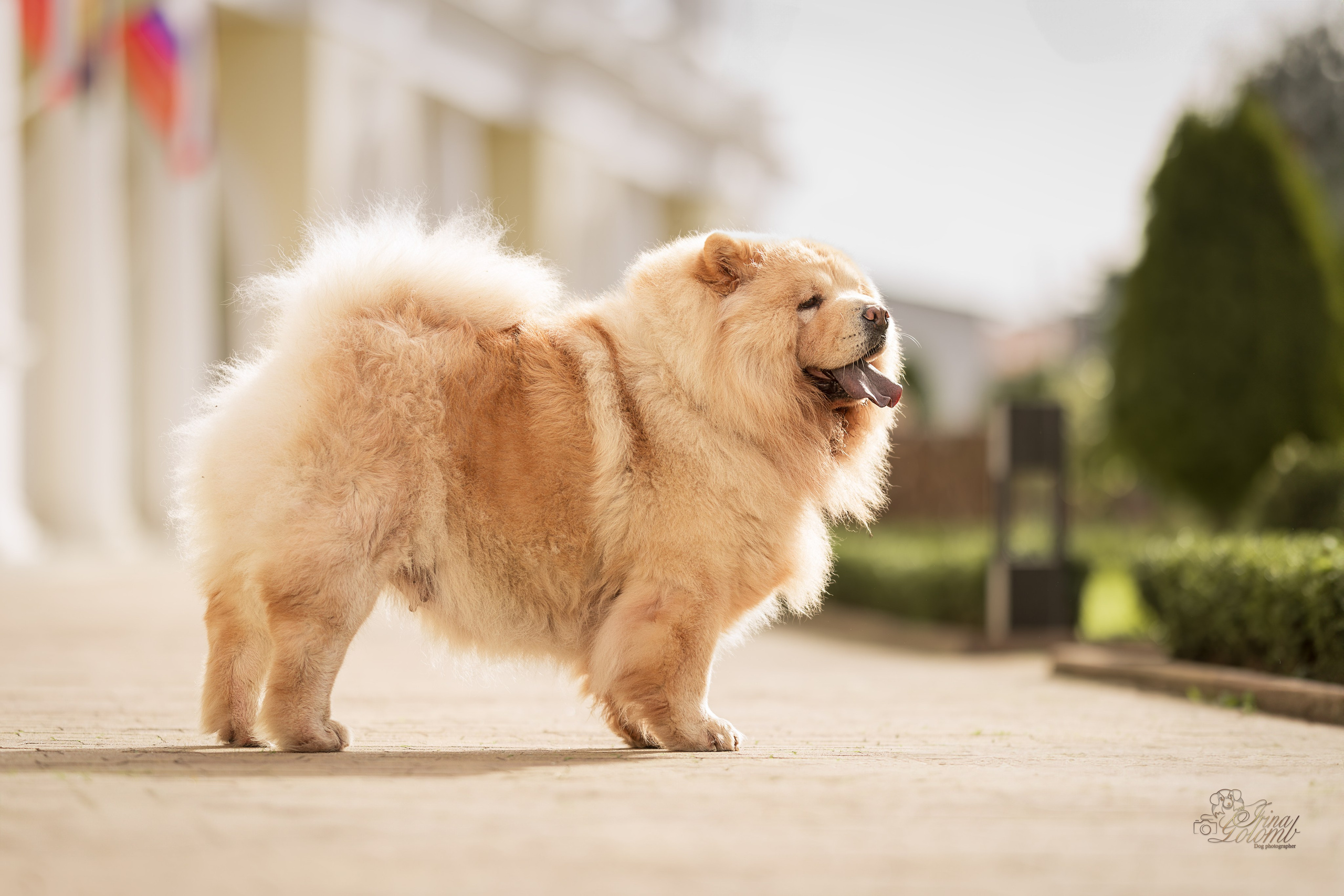 Дана и Макс, Чау-чау. Ирина Голомб|Фотограф-анималист в  Сочи и Калининграде