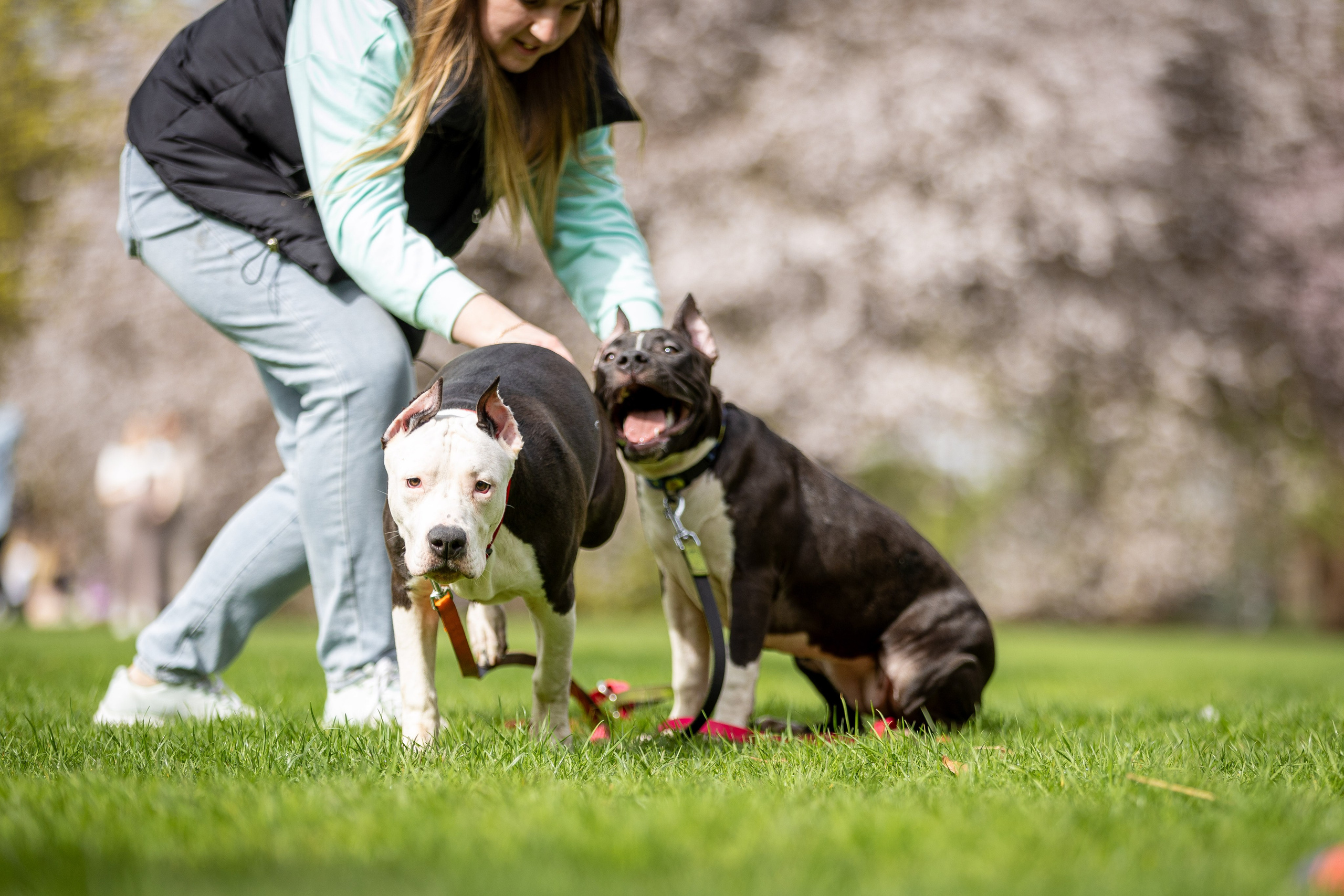 Афина и Мора, Стаффорды. Ирина Голомб|Фотограф-анималист в  Сочи и Калининграде