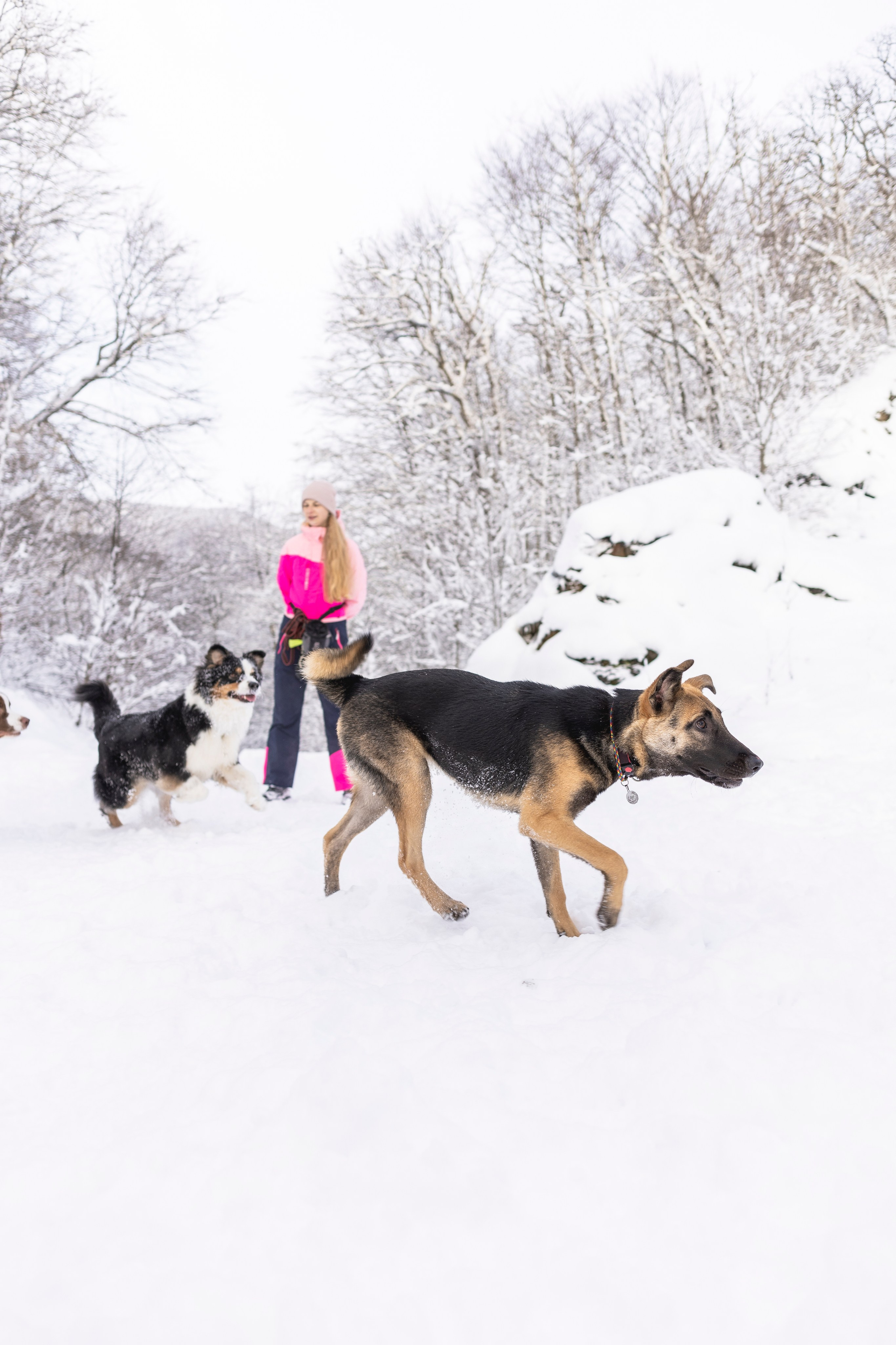 Догтуса Тропа Ефремова. Ирина Голомб|Фотограф-анималист в  Сочи и Калининграде