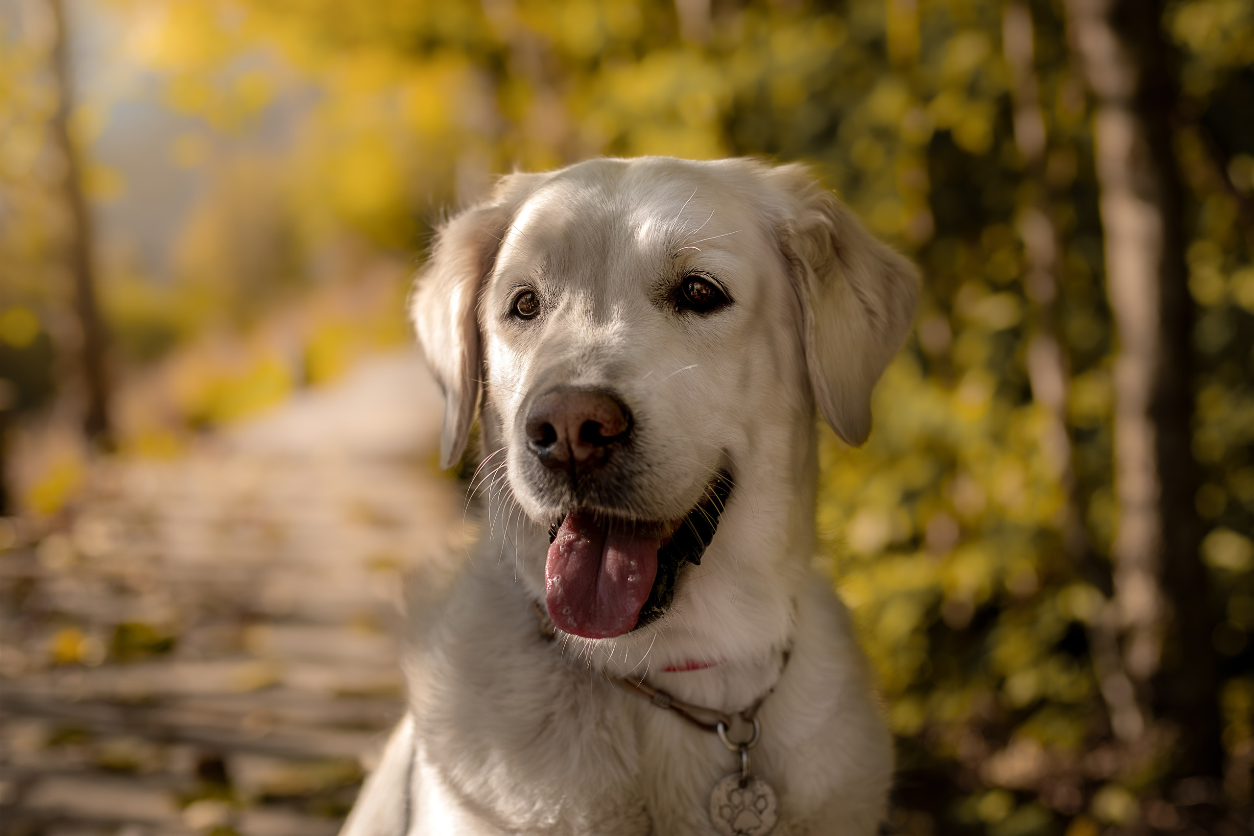 Асти, Делфи и Фреска, Голден Ретриверы. Ирина Голомб|Фотограф-анималист в  Сочи и Калининграде