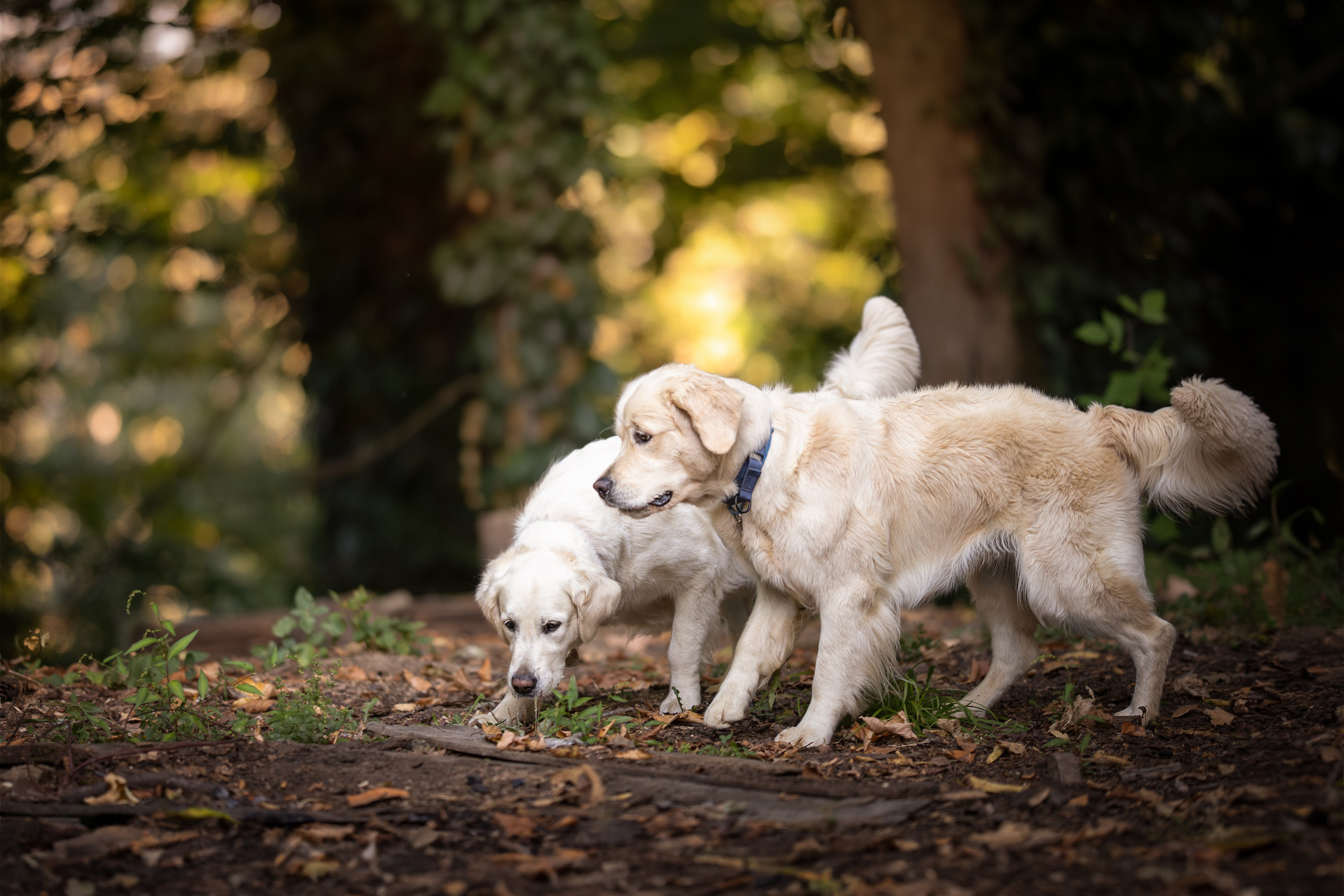 Асти, Делфи и Фреска, Голден Ретриверы. Ирина Голомб|Фотограф-анималист в  Сочи и Калининграде