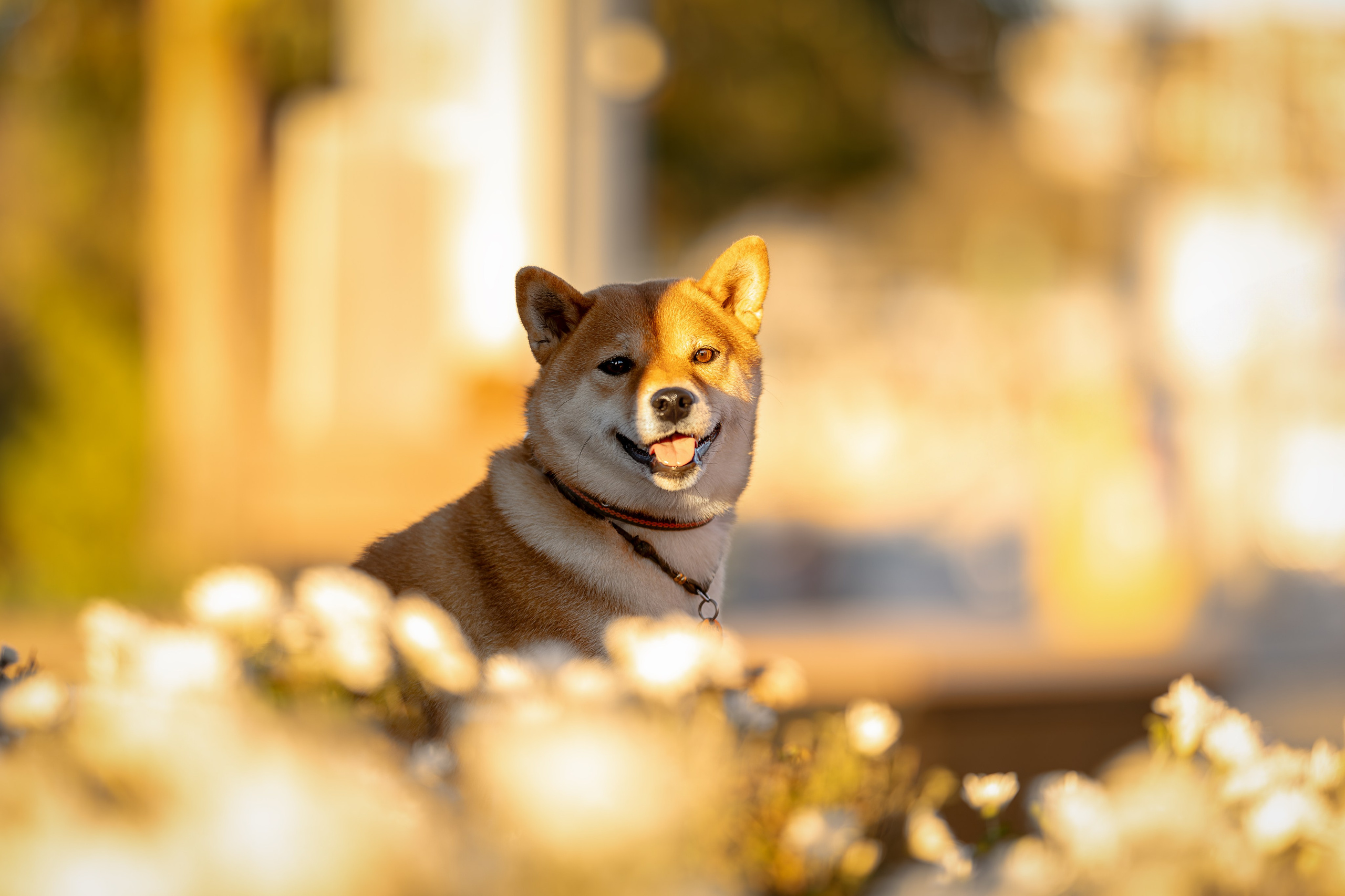 Иви, Сиба-Ину. Ирина Голомб|Фотограф-анималист в  Сочи и Калининграде