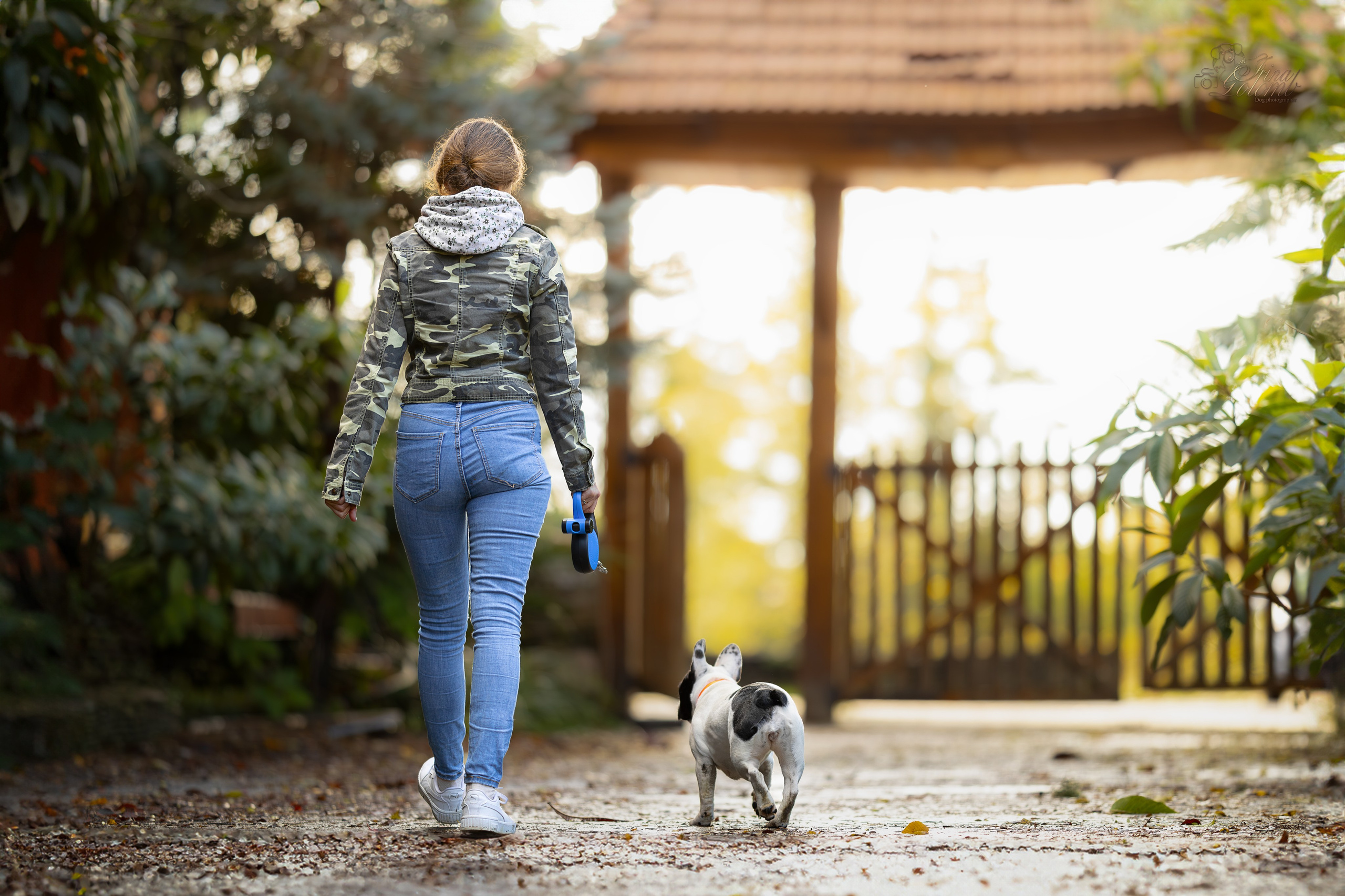 Французский Бульдог Инди. Ирина Голомб|Фотограф-анималист в  Сочи и Калининграде