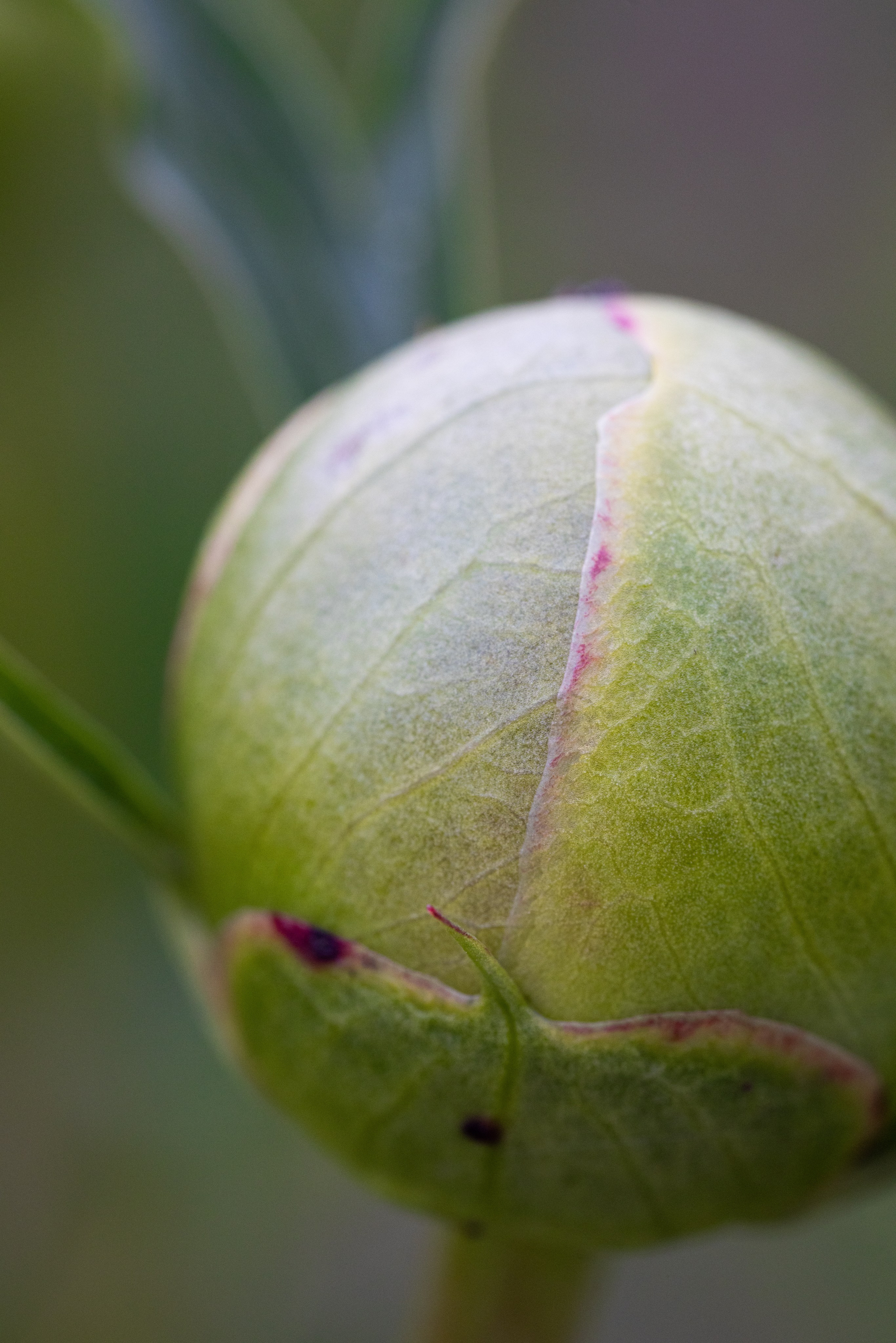 Macro. Фотограф на Юге России