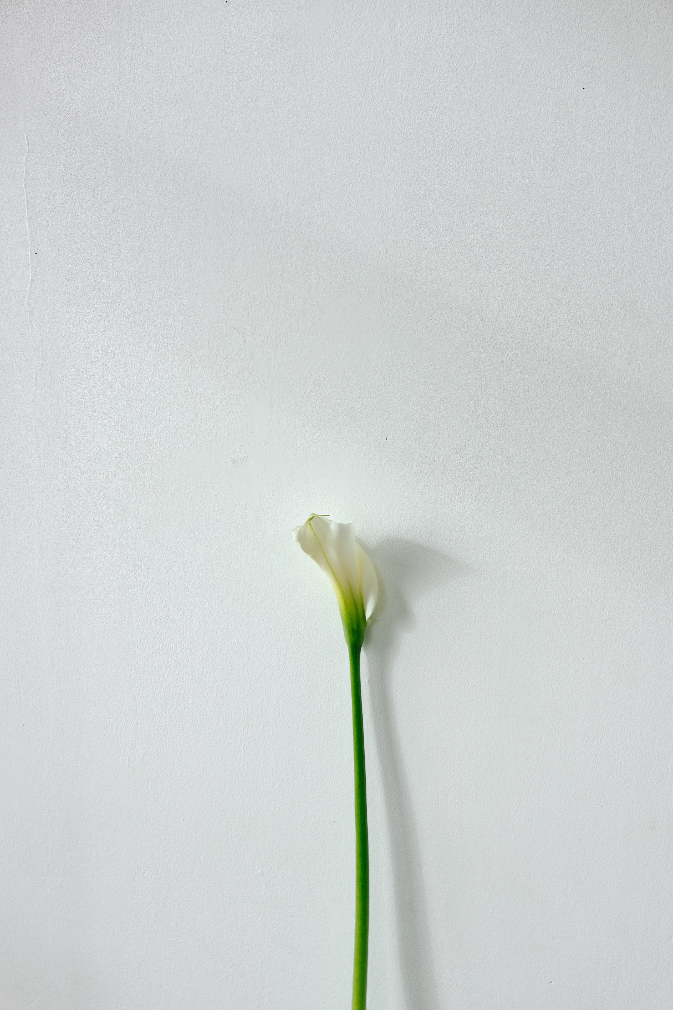 КРИСТИНА. Пушистая Сова - Свадебный и портретный фотограф Воронеж, Москва, Питер