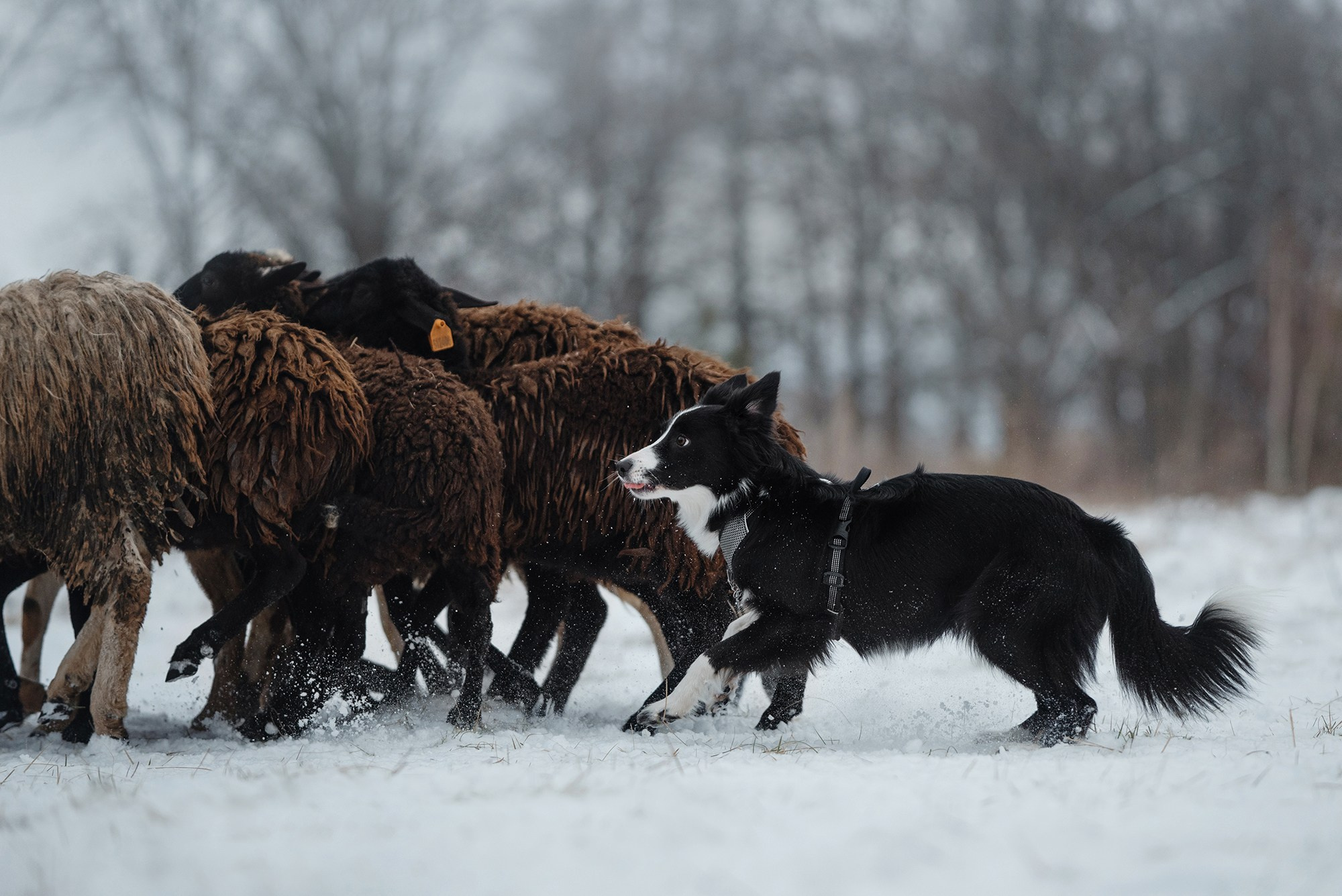 Пастьба. Фотограф Анна Тюрина