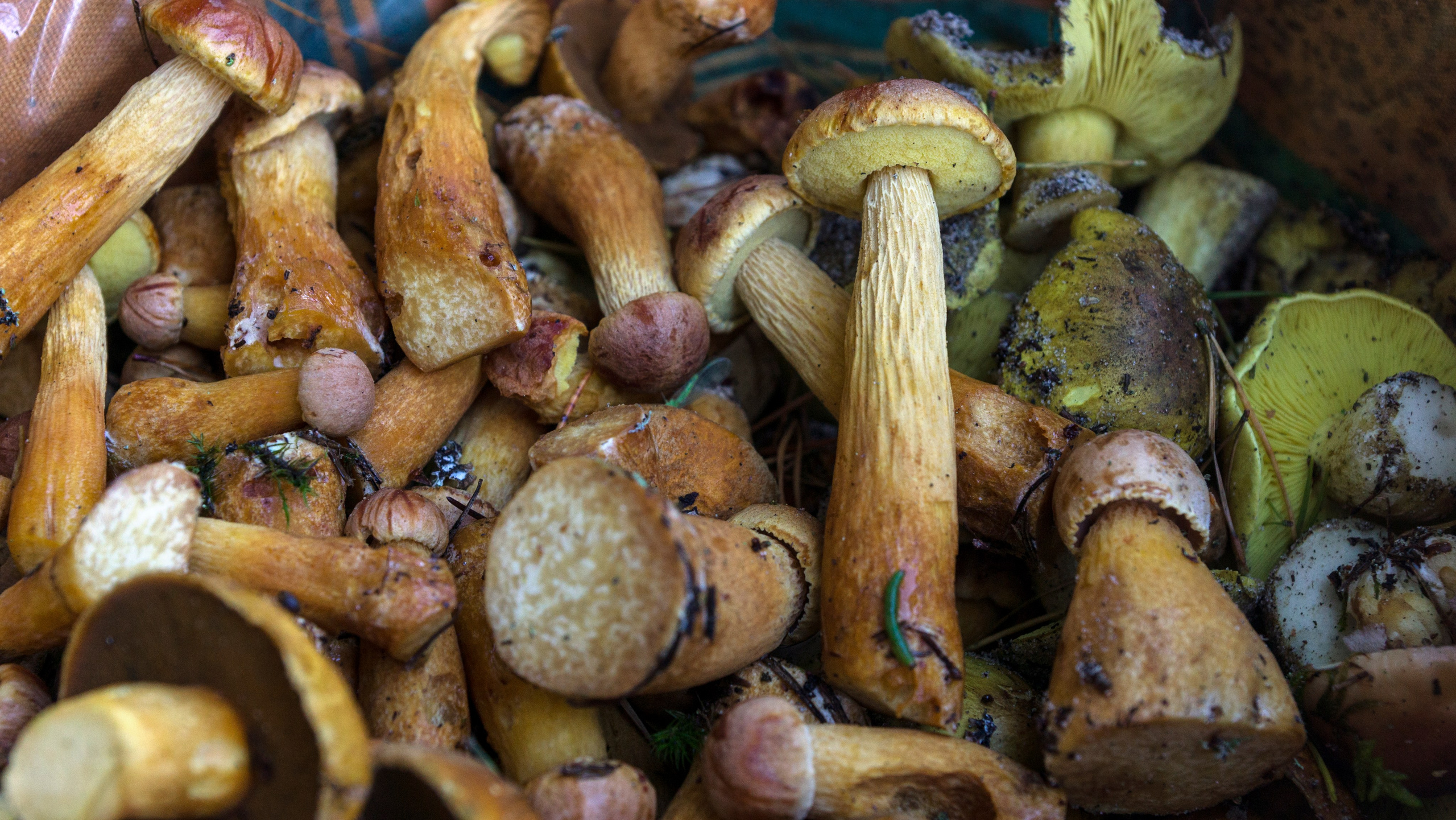 Куршская коса. Фотограф-путешественник Самойлов Максим «Sly Fox»