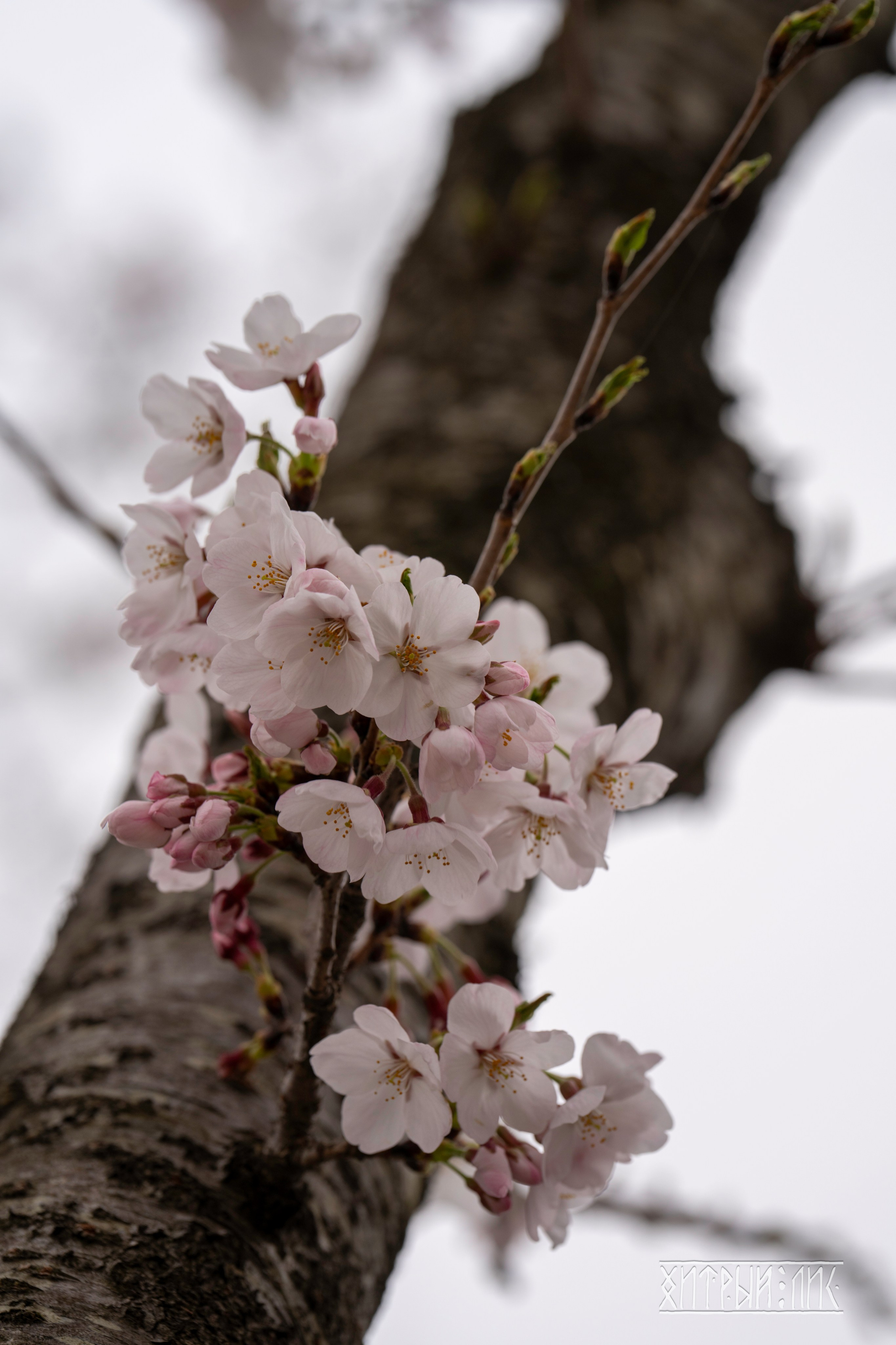 Южная Корея. Фотограф-путешественник Самойлов Максим «Sly Fox»