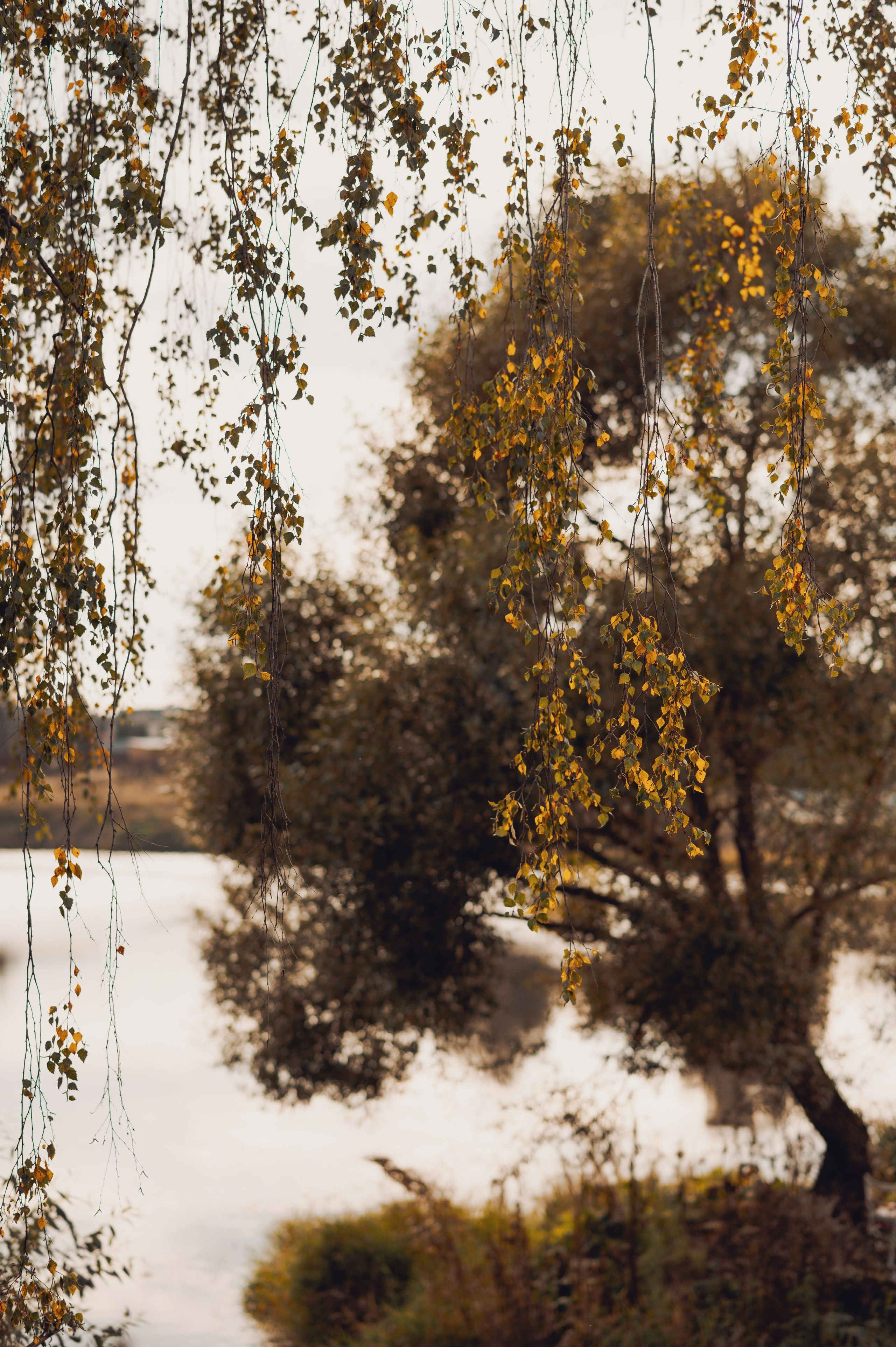 Осень во всей красе. Анна Боровикова, фотограф Пушкино