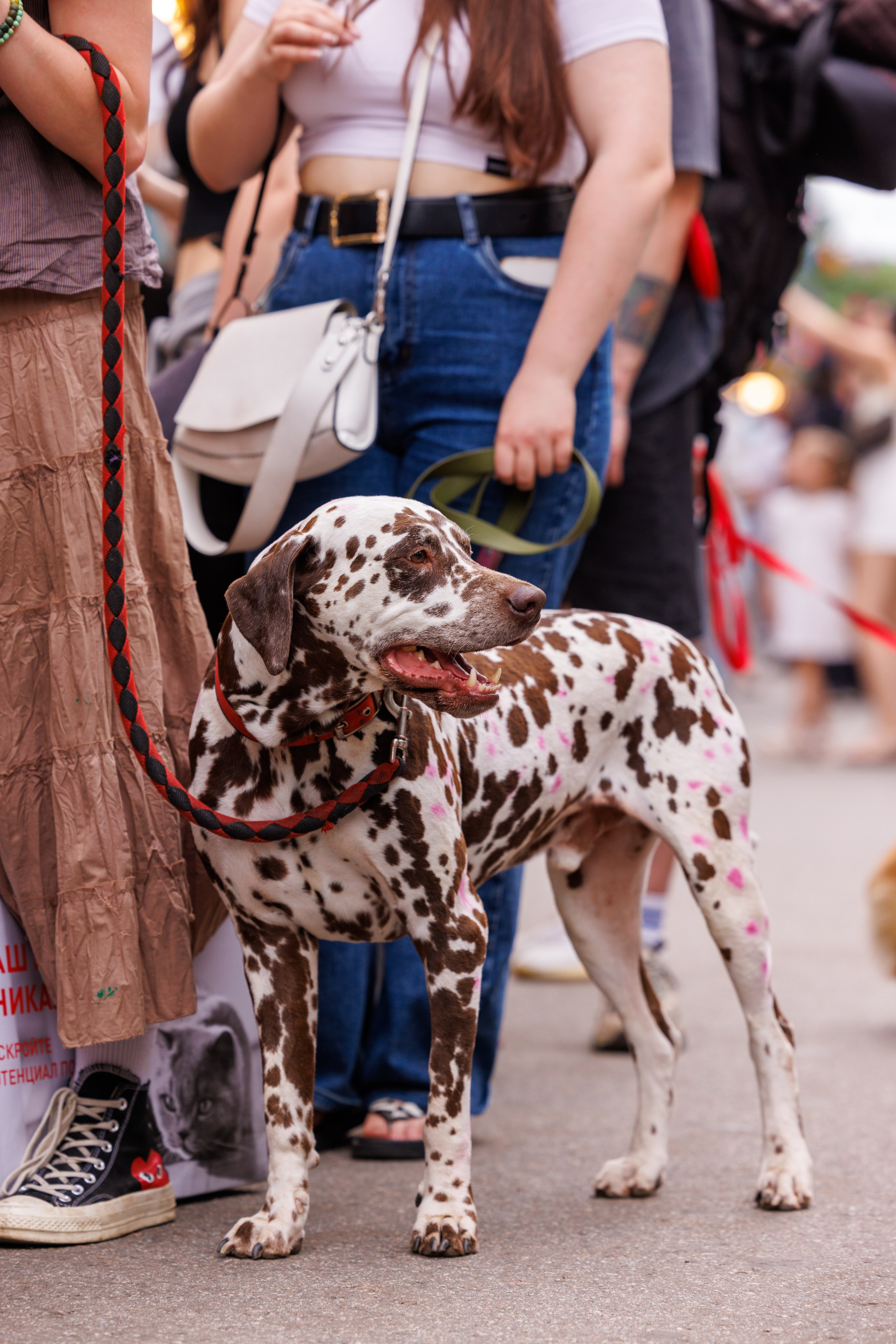 PetShopDays2026. Фотограф Александр Заломаев