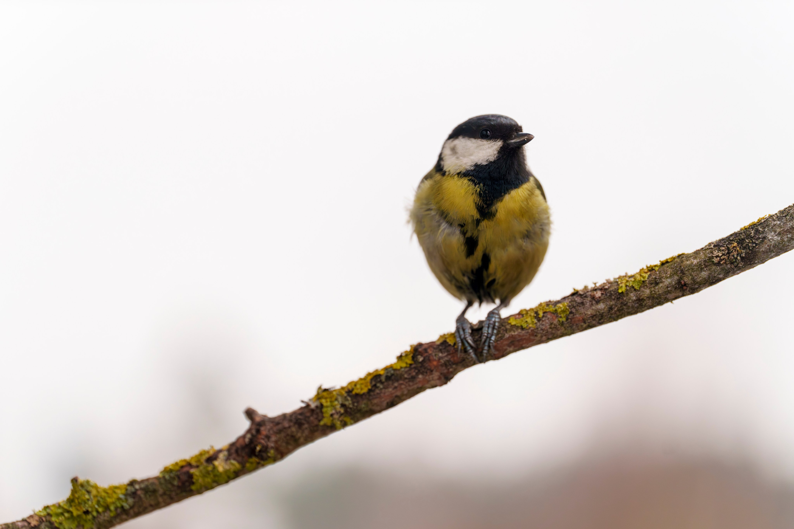 Animals — Животные