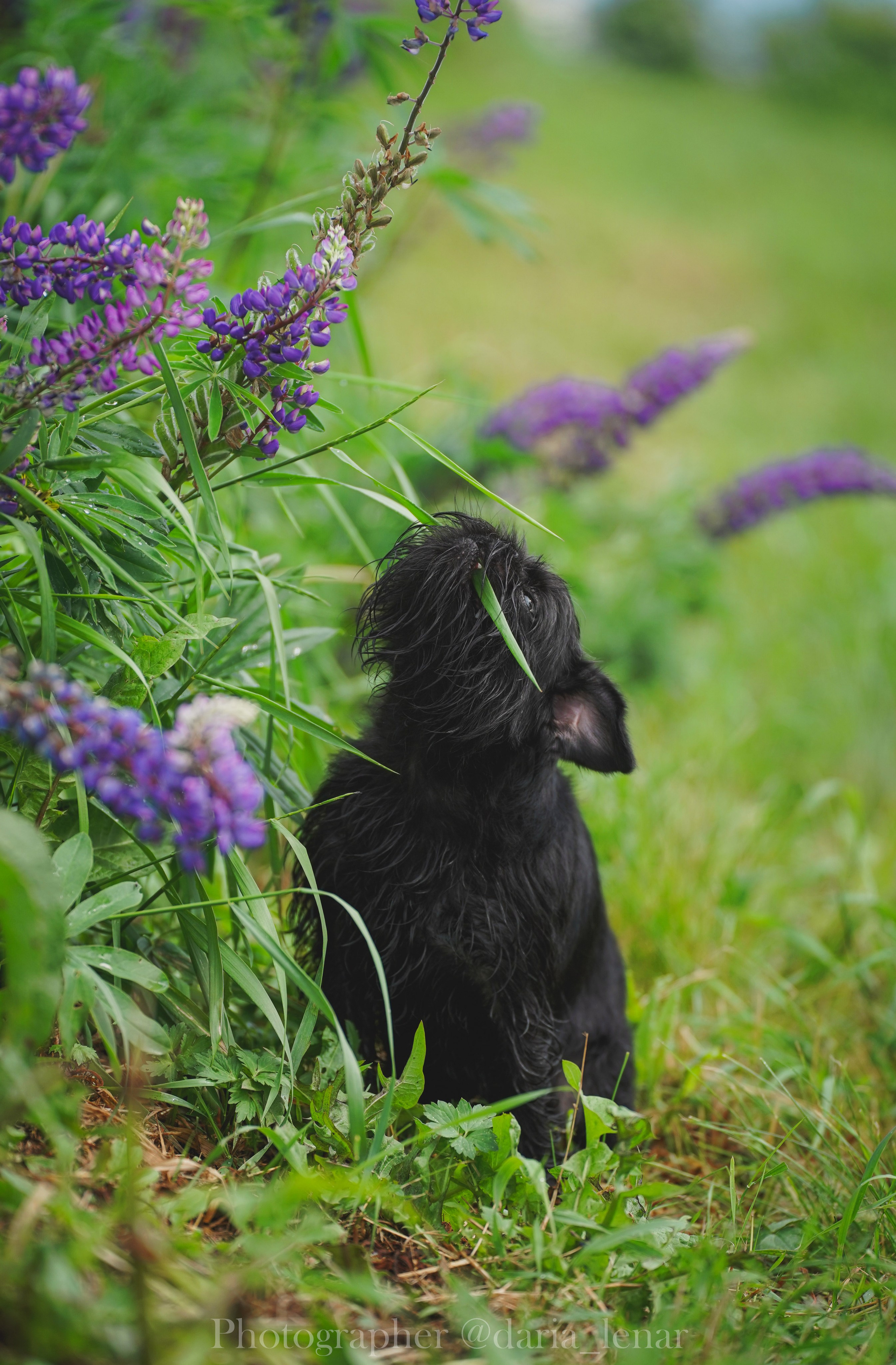 Выставки собак. Фотограф в Москве Ленарская Дарья