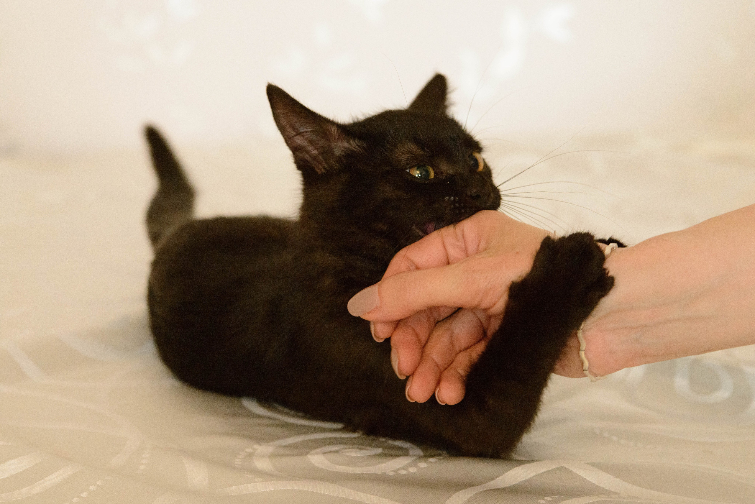 Котёнок. Фотосессии