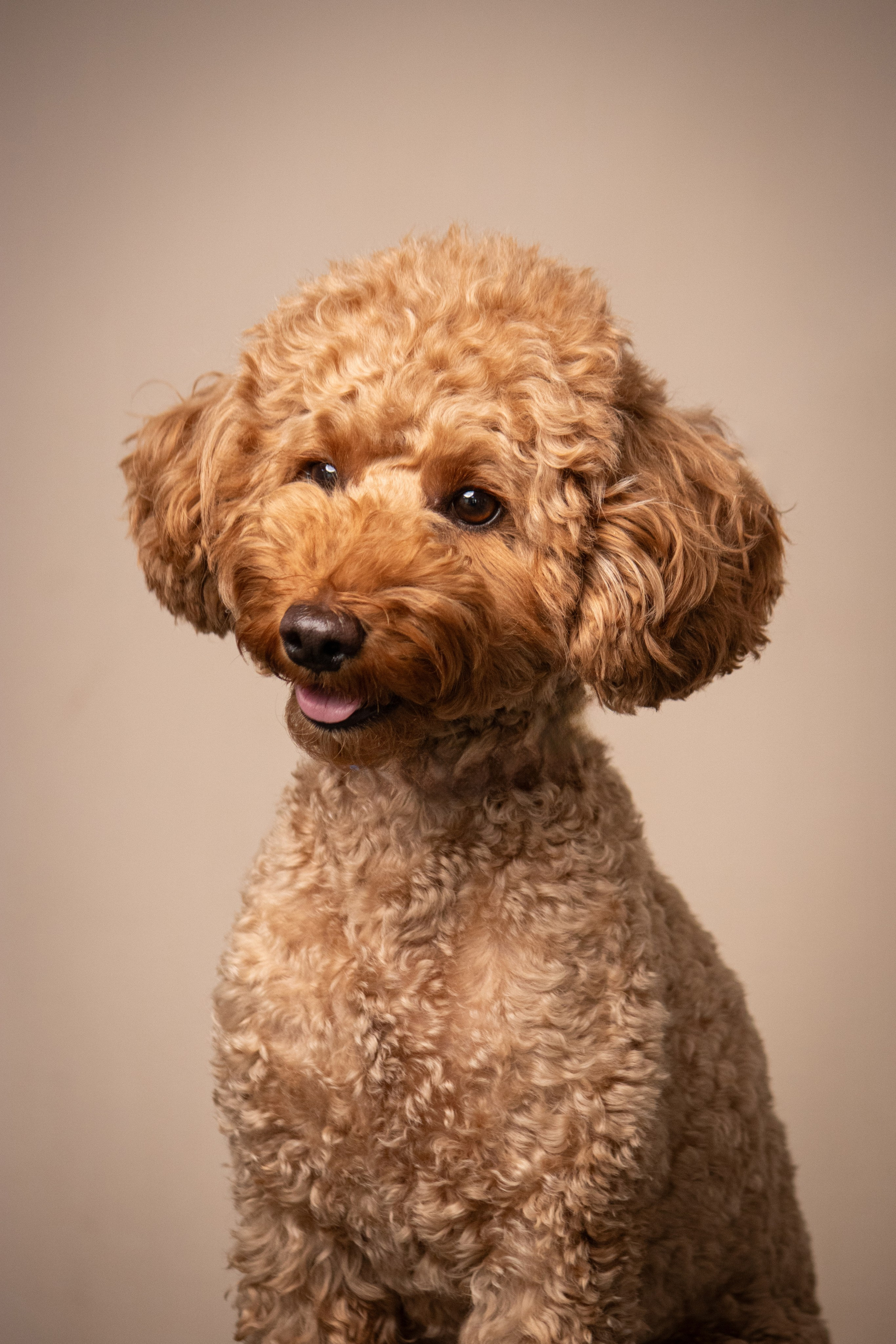 MOS`KA groom | Стрижки кошек и собак | НН. Фотограф в Нижнем Новгороде Екатерина Хисматулина