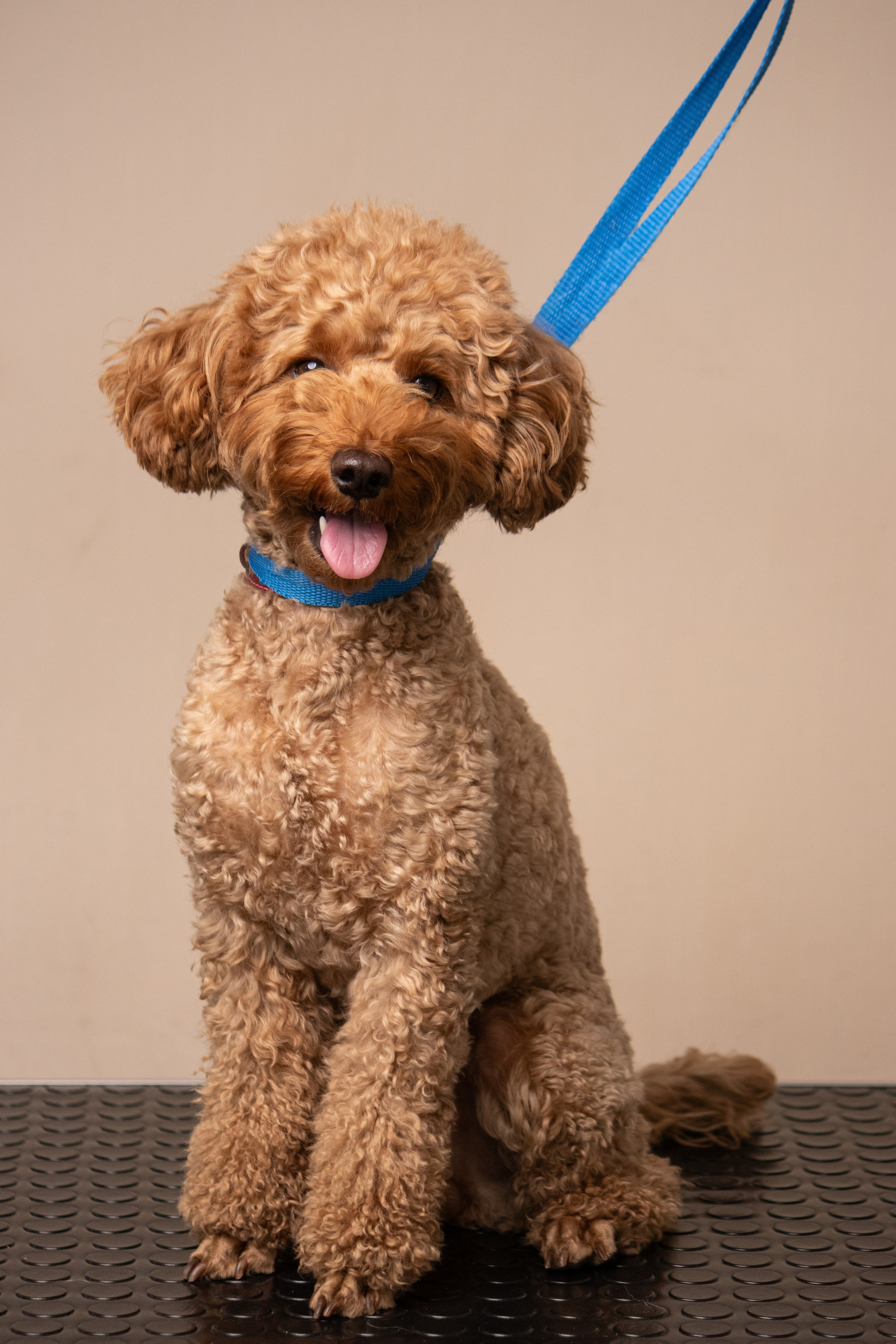 MOS`KA groom | Стрижки кошек и собак | НН. Фотограф в Нижнем Новгороде Екатерина Хисматулина