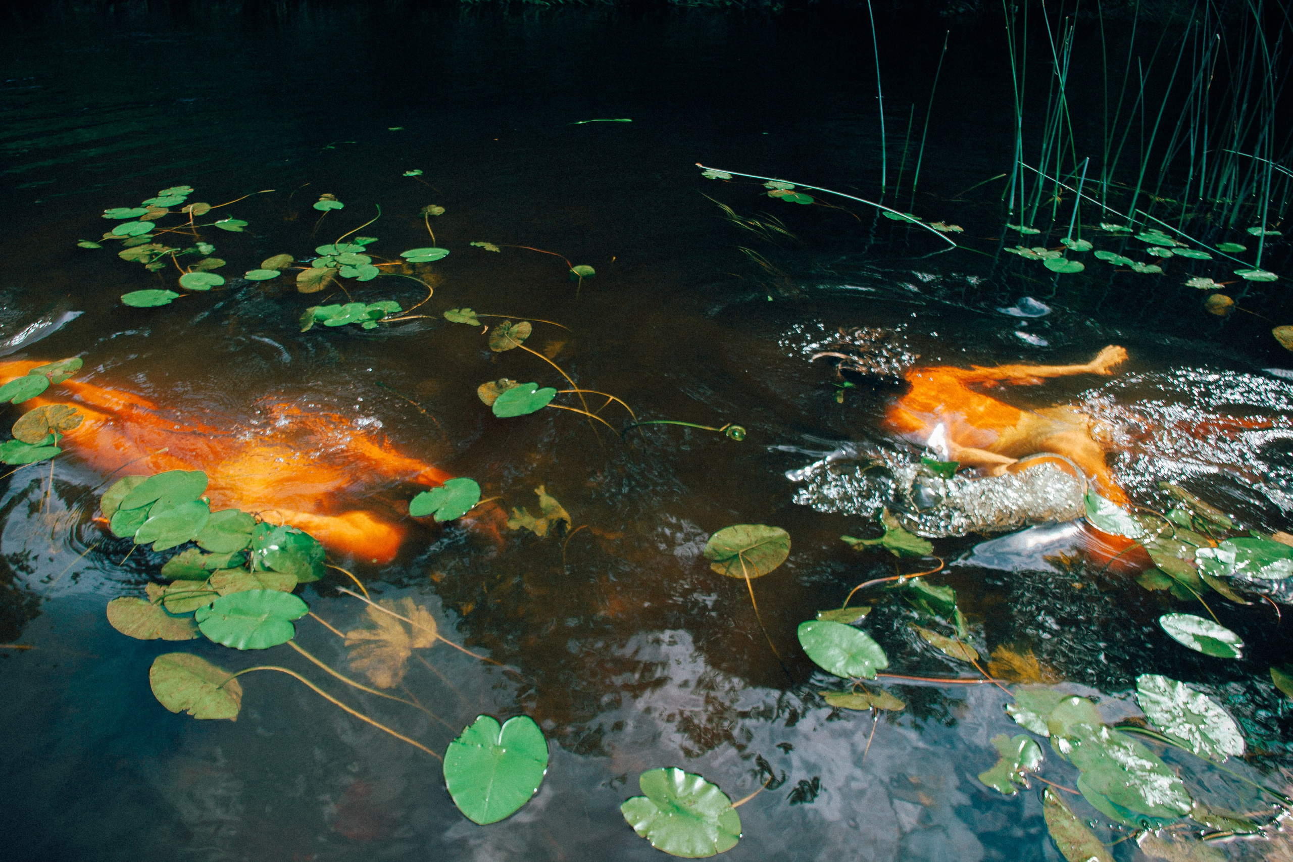 Ostryakov Daniil Photographer