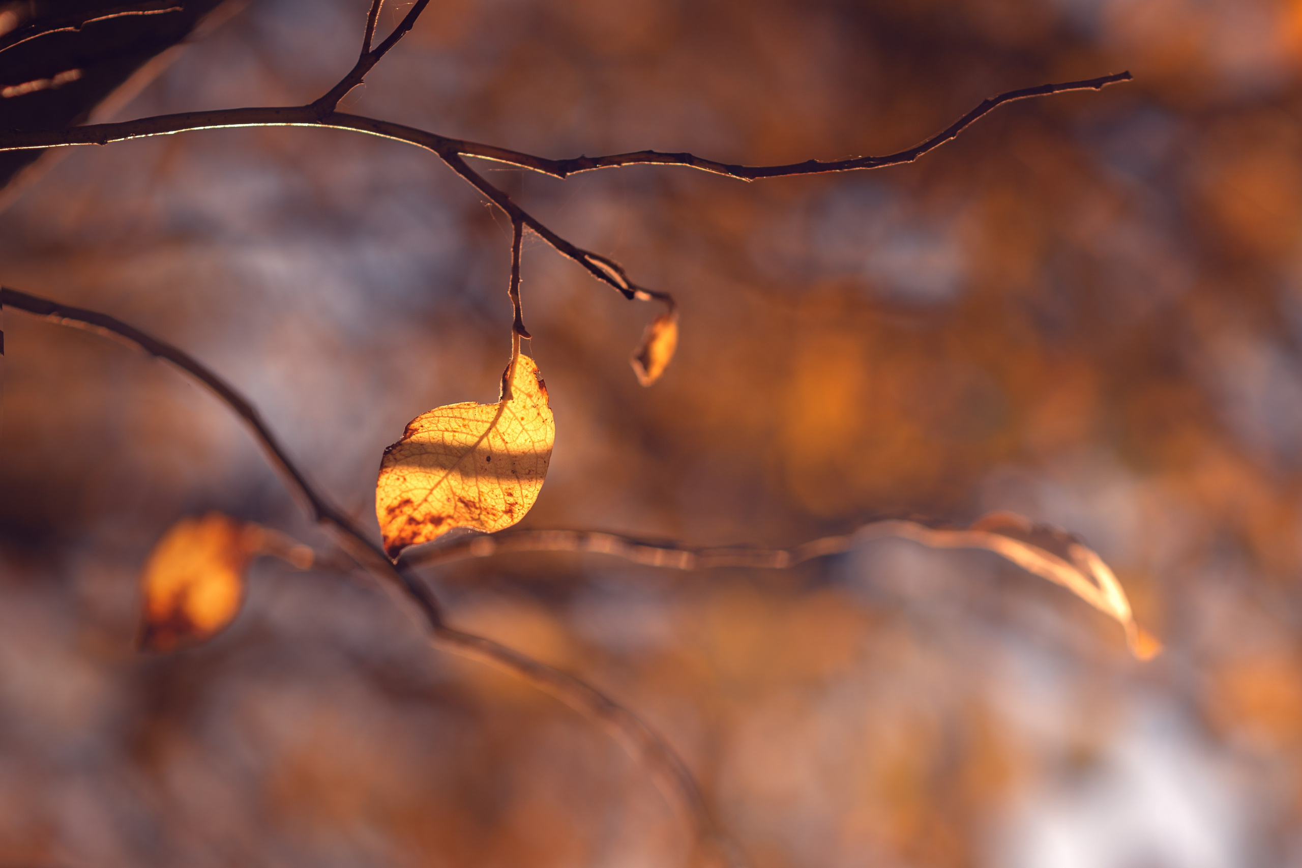 Детский портрет фотосессия. Душевная фотография от сердца к сердцу Марина Жиделева фотограф Москва