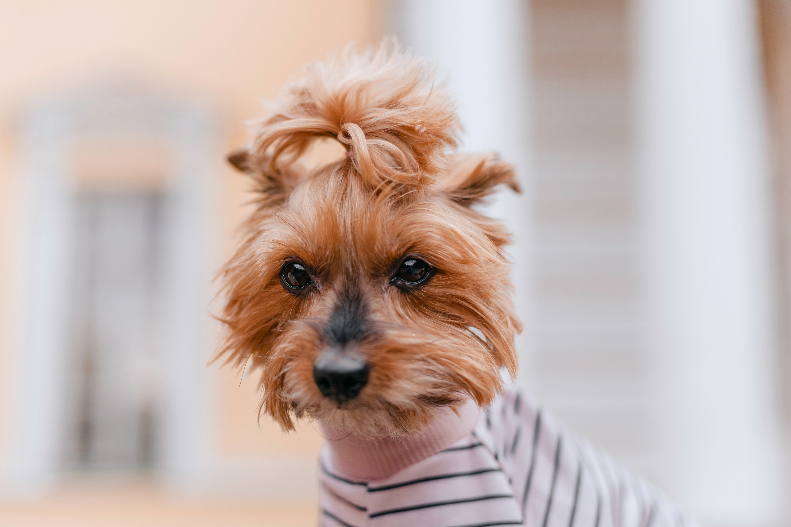 Катя и Моня. Фотограф-анималист Татьяна Степанова