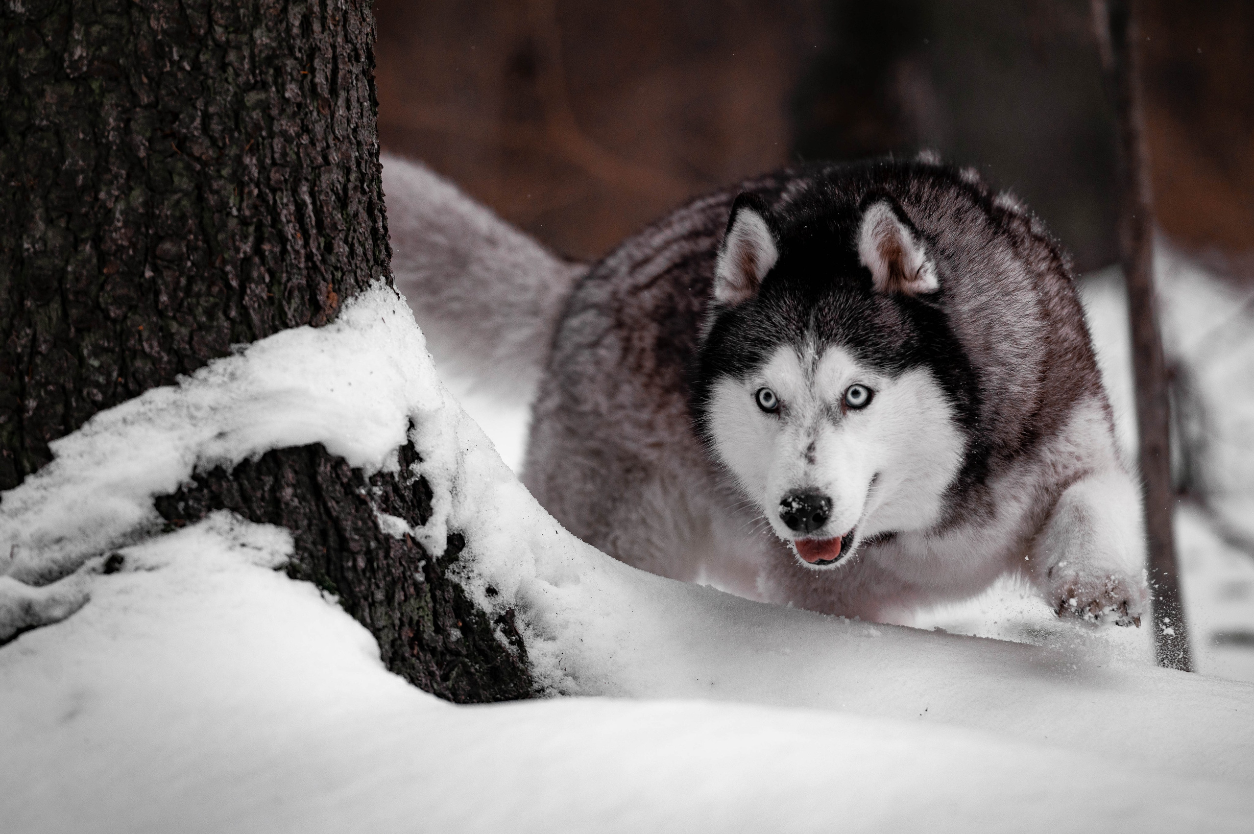 Шанель. Фотограф-анималист