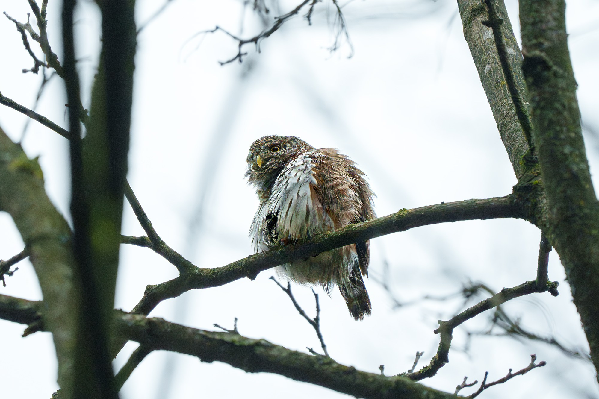Удивительные мир птиц. Вокруг нас столько прекрасного — присмотритесь!. Ваш личный фотограф Марина Волкова