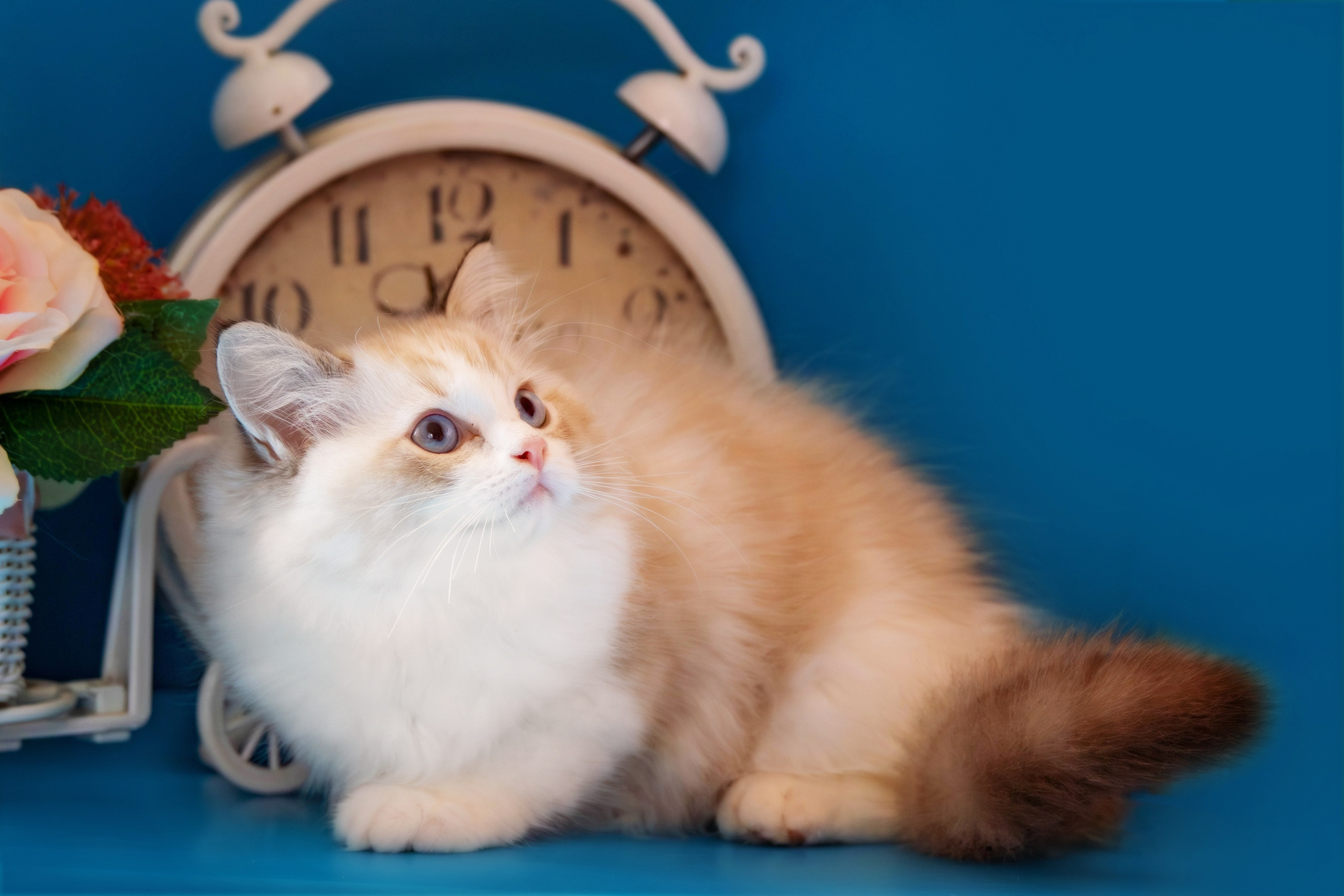 Фотосессия щенков от 7-и дней в стиле ньюборн. Фотограф анималист — Тула, Москва