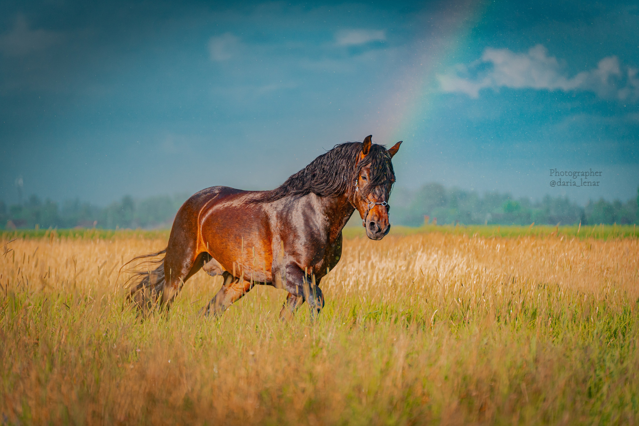 Конные фестивали и мероприятия. Фотограф в Москве Ленарская Дарья
