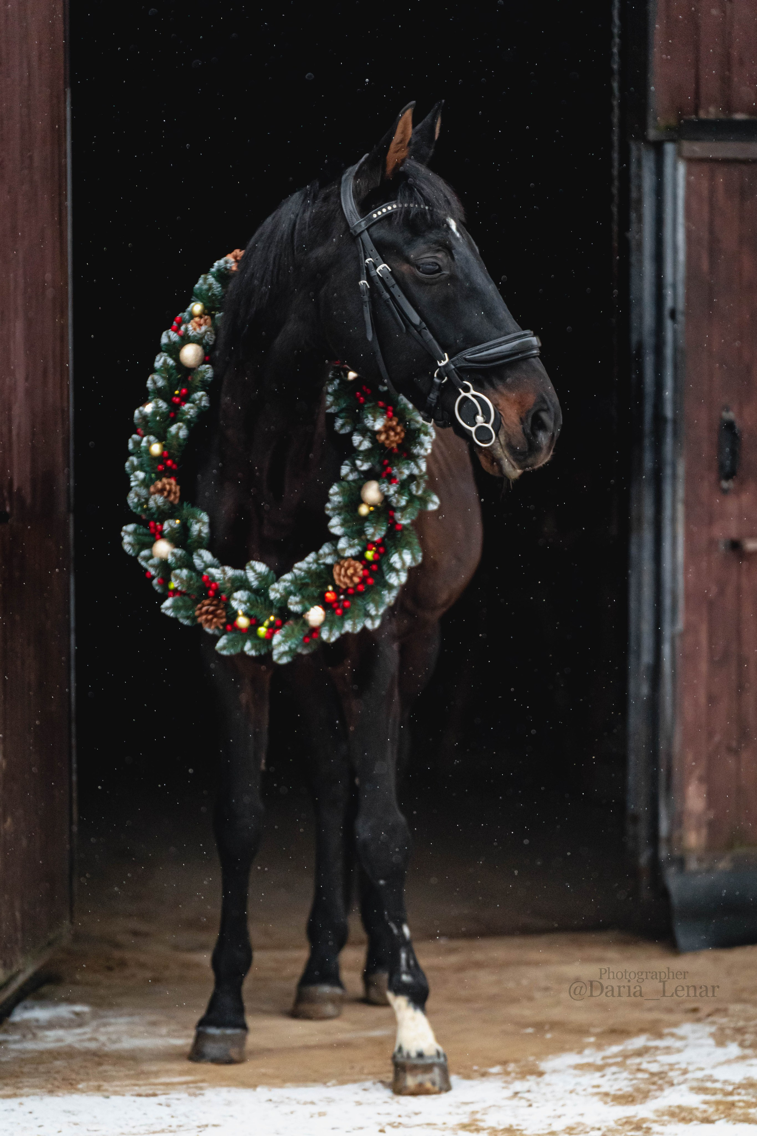 Новогодний венок. Фотограф в Москве Ленарская Дарья