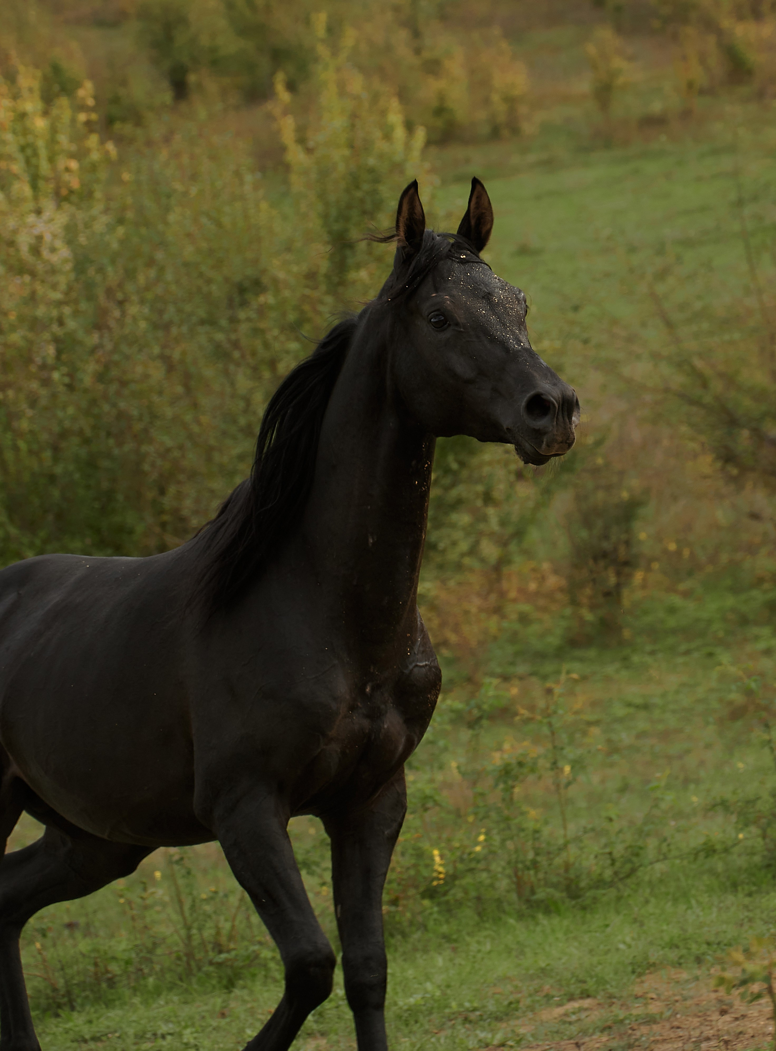 Харакс. Фотограф в Севастополе