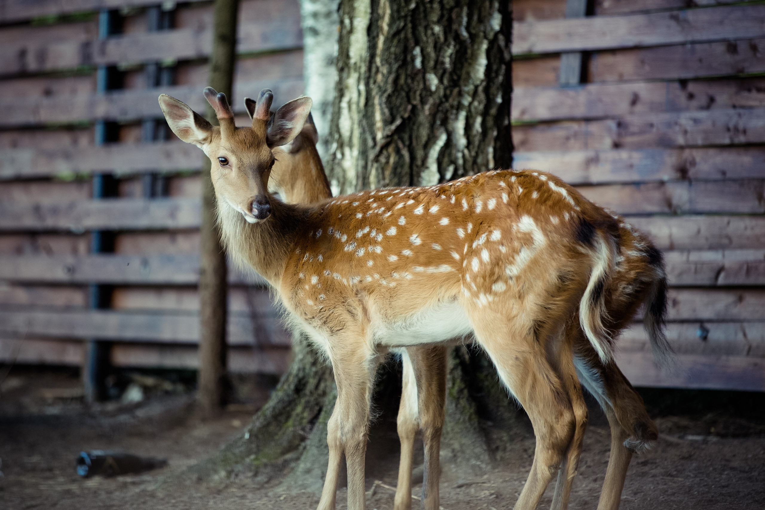 Алёна и Михаил. Свадебный и семейный фотограф в Москве и Подмосковье Лариса Козлова