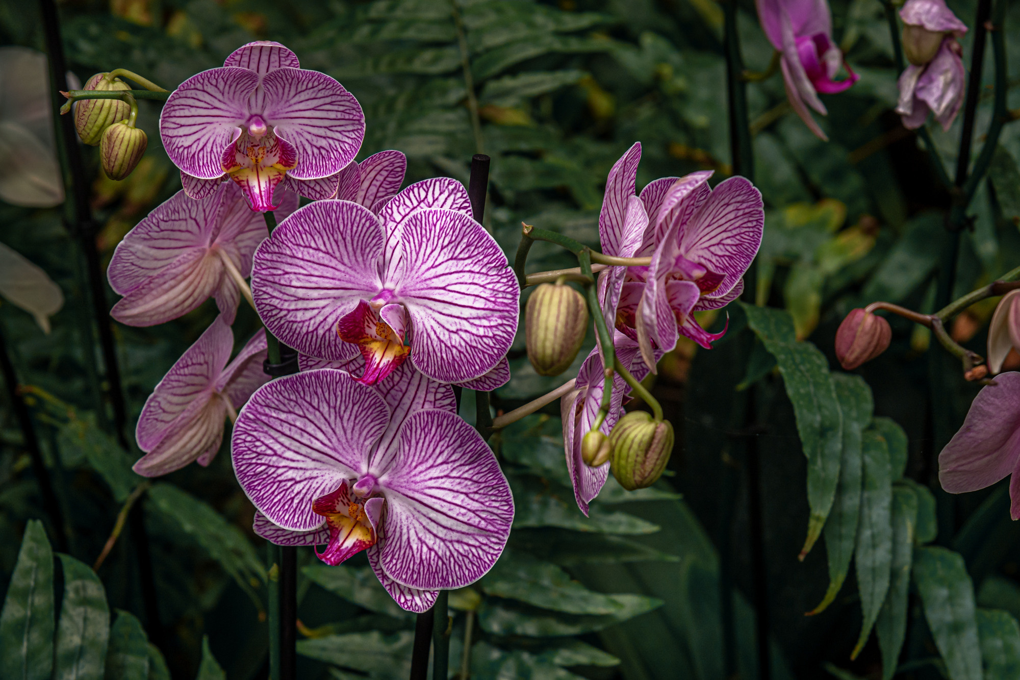 Flowers. Мария Абаза, фотограф. Реховот, Израиль
