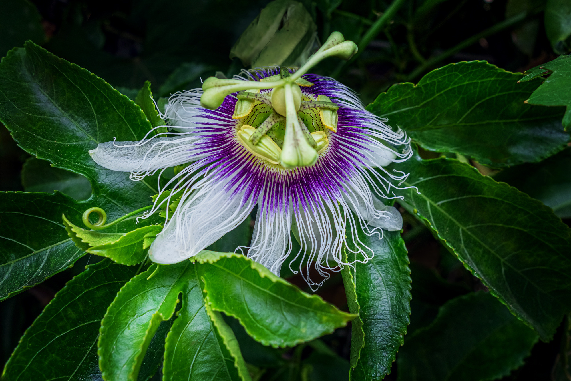 Flowers. Мария Абаза, фотограф. Реховот, Израиль