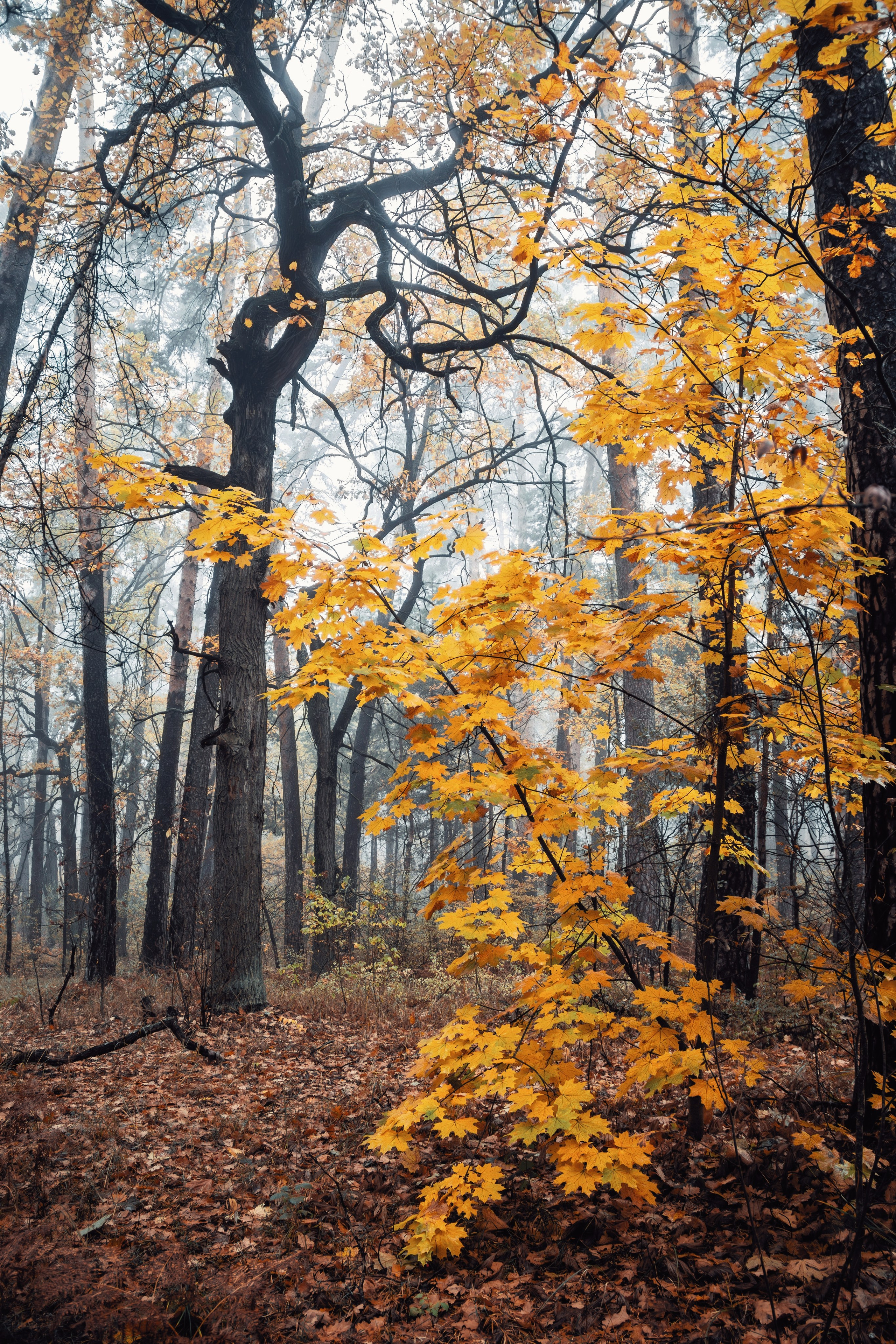 Октябрьский туман. С любовью, фотохудожник