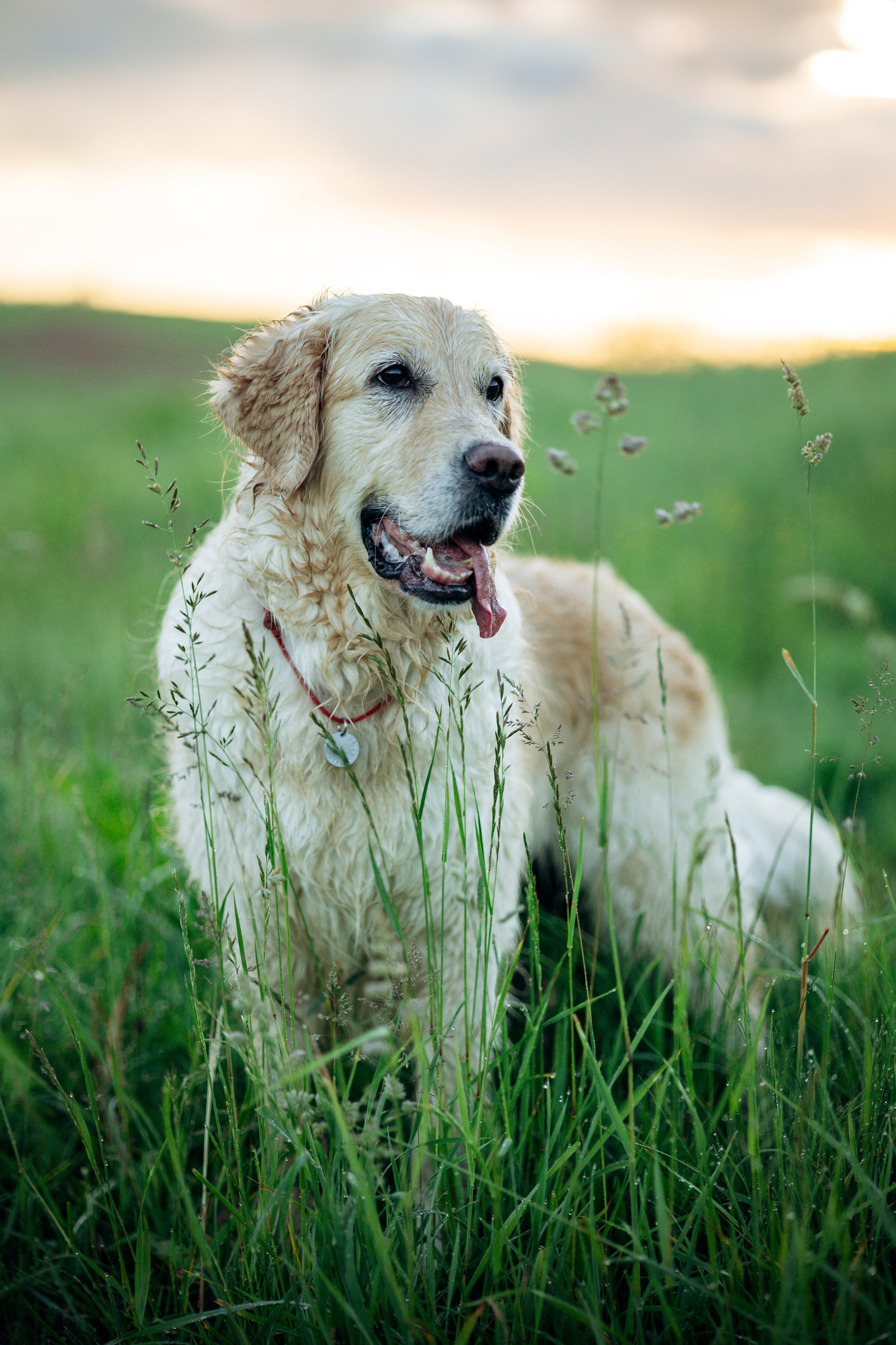 Юля и Руби. Фотограф — Анималист | Санкт-Петербург