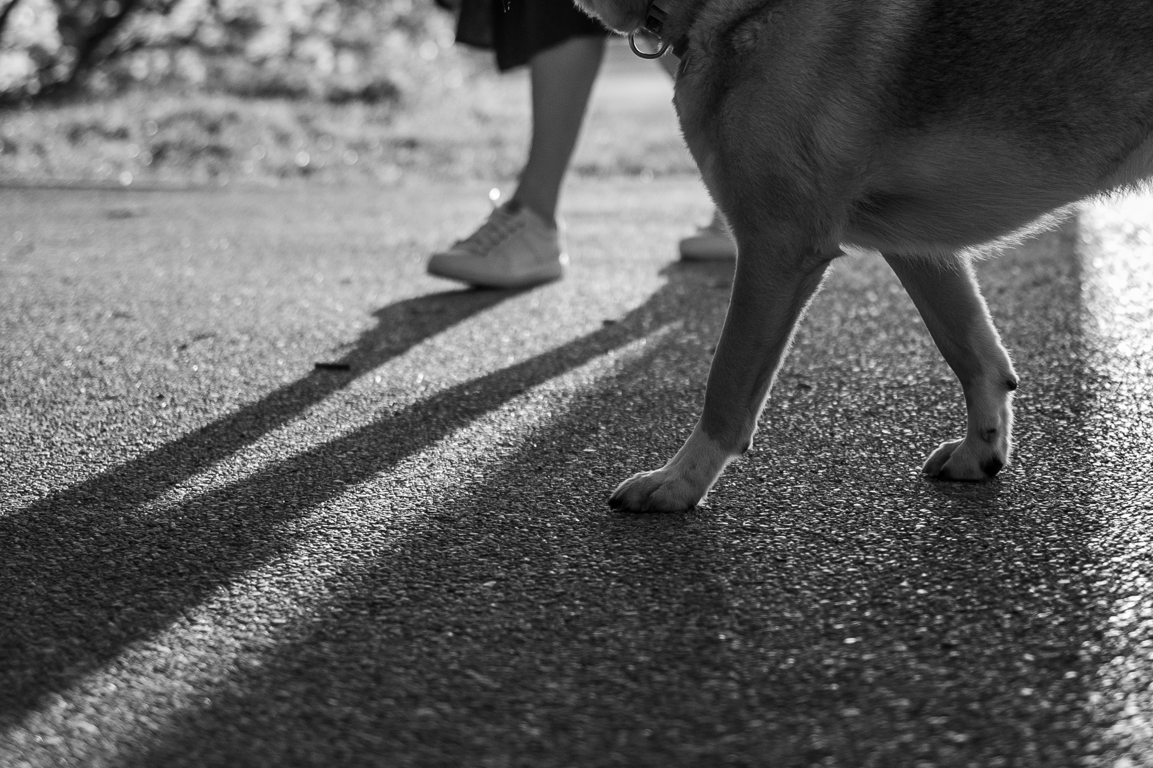 Татьяна, Сергей и их Булочка и Пончик. Фотограф — Анималист | Санкт-Петербург