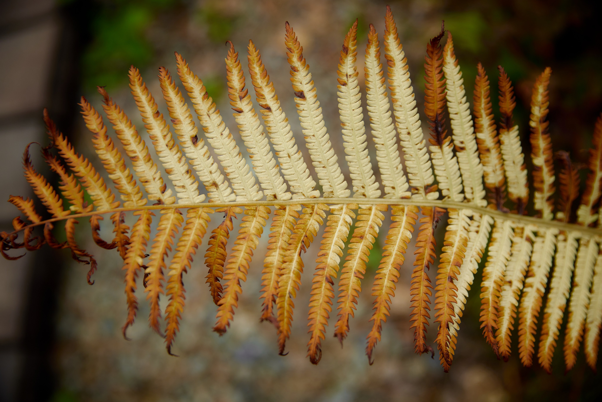 E&K. Профессиональный фотограф Светлана Писарева