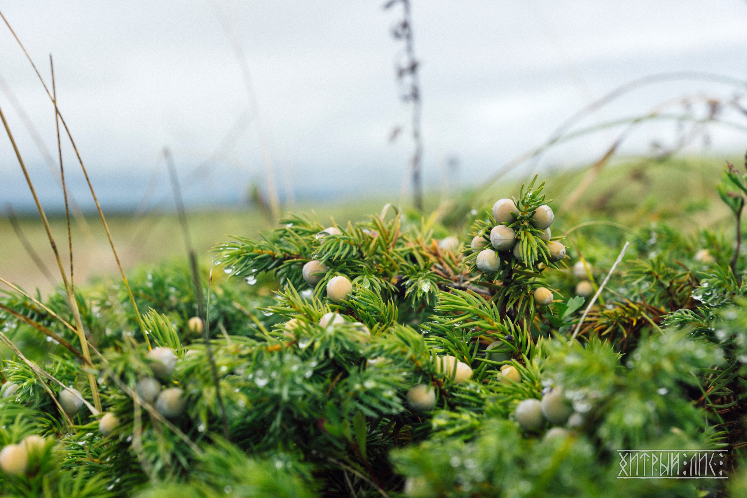 Сахалин. Фотограф-путешественник Самойлов Максим «Sly Fox»
