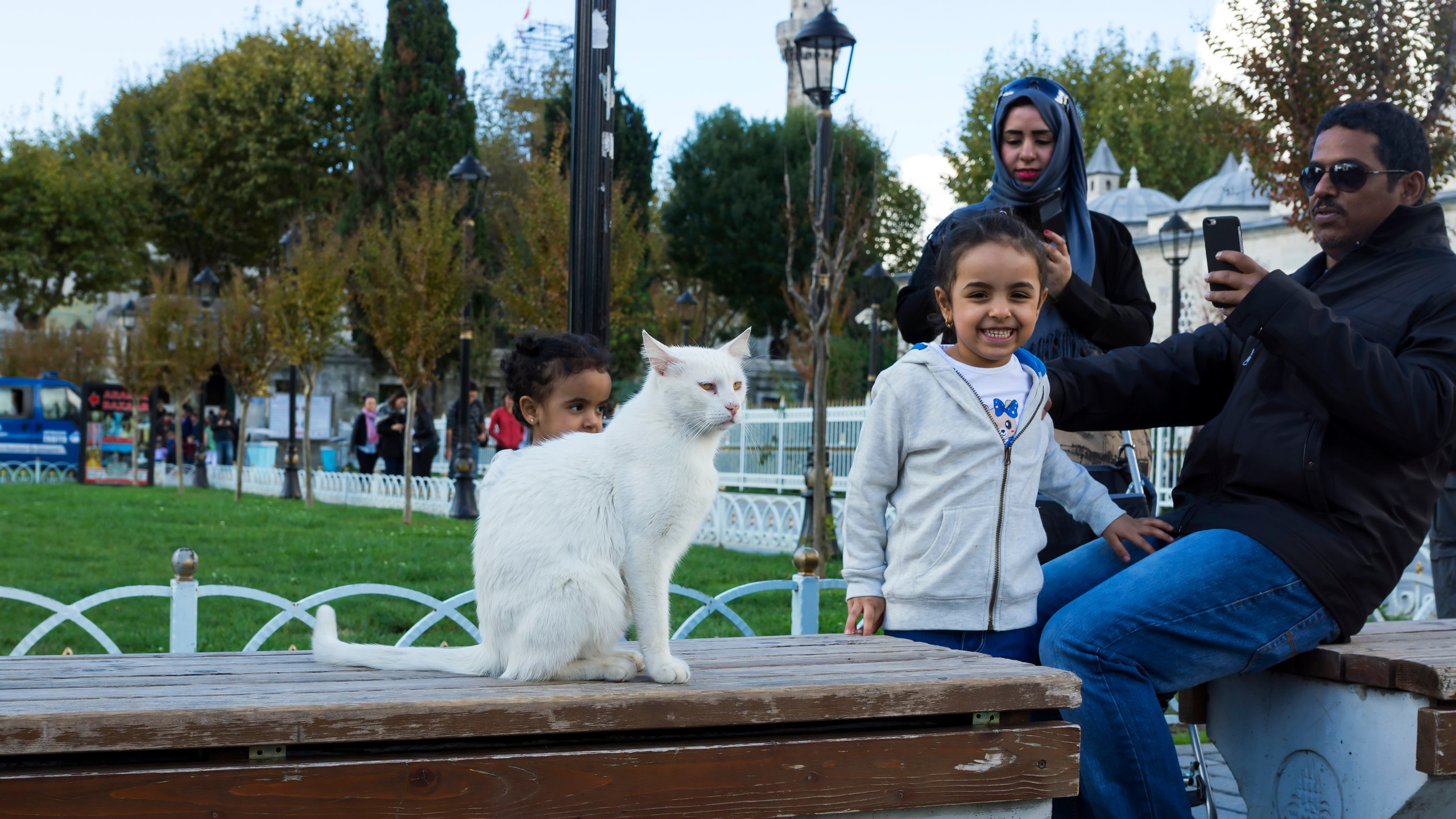 Стамбульские кошки. Фотограф-путешественник Самойлов Максим «Sly Fox»
