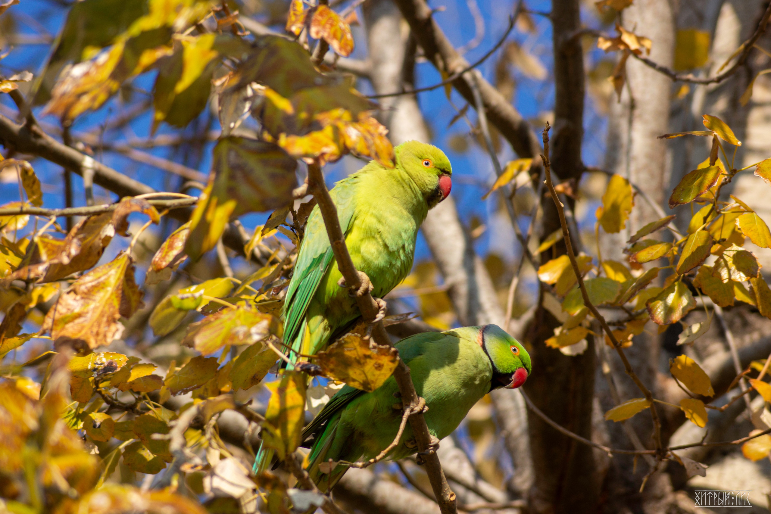 Афины. Фотограф-путешественник Самойлов Максим «Sly Fox»