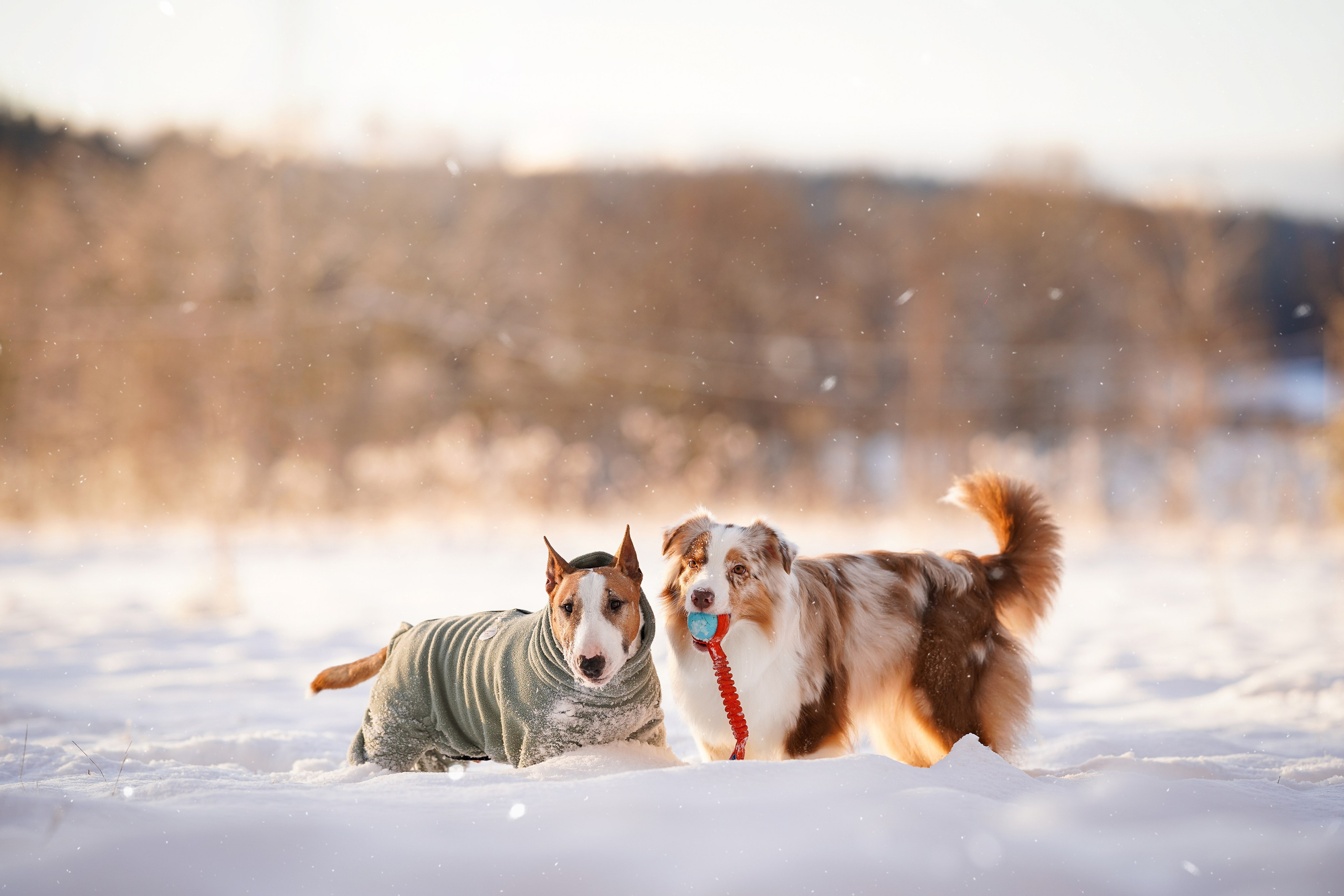 Панда и Юни Карелия. Фотограф-анималист в Санкт-Петербурге Яна Мартынова