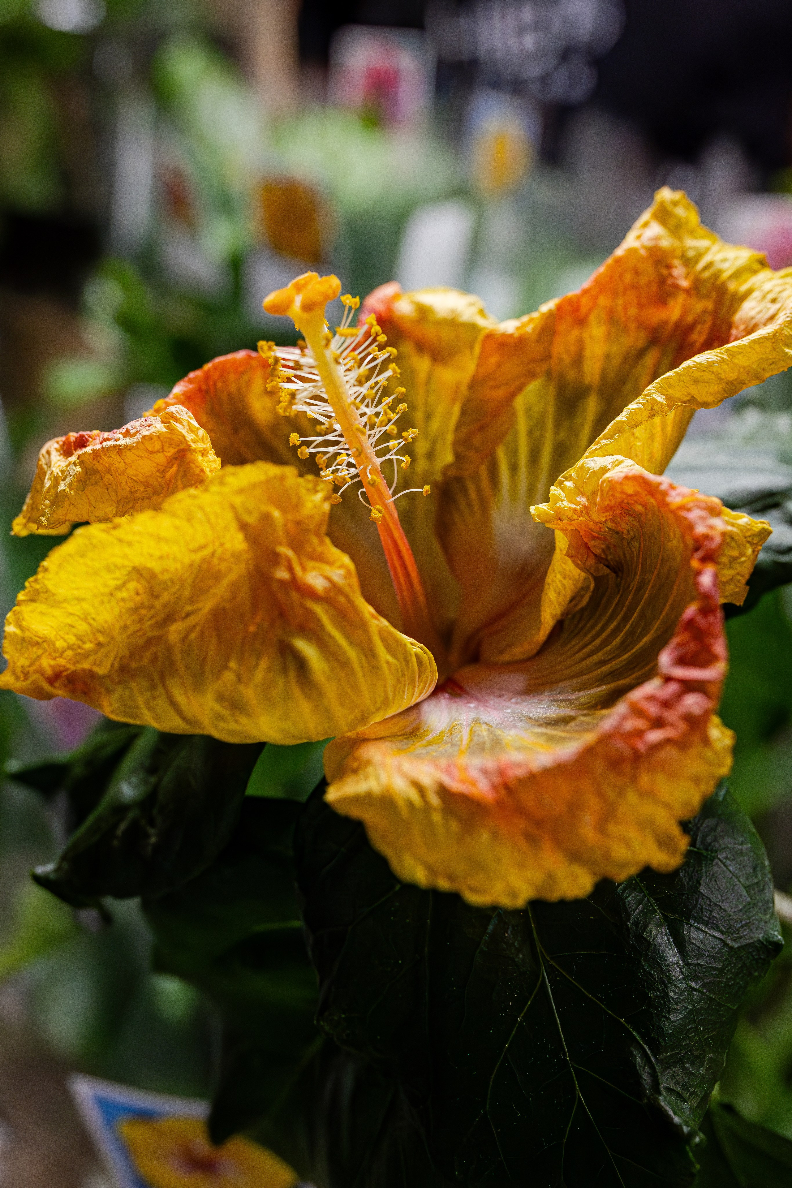 Growbox 1–2 марта. Александра Куликова фотограф, Москва