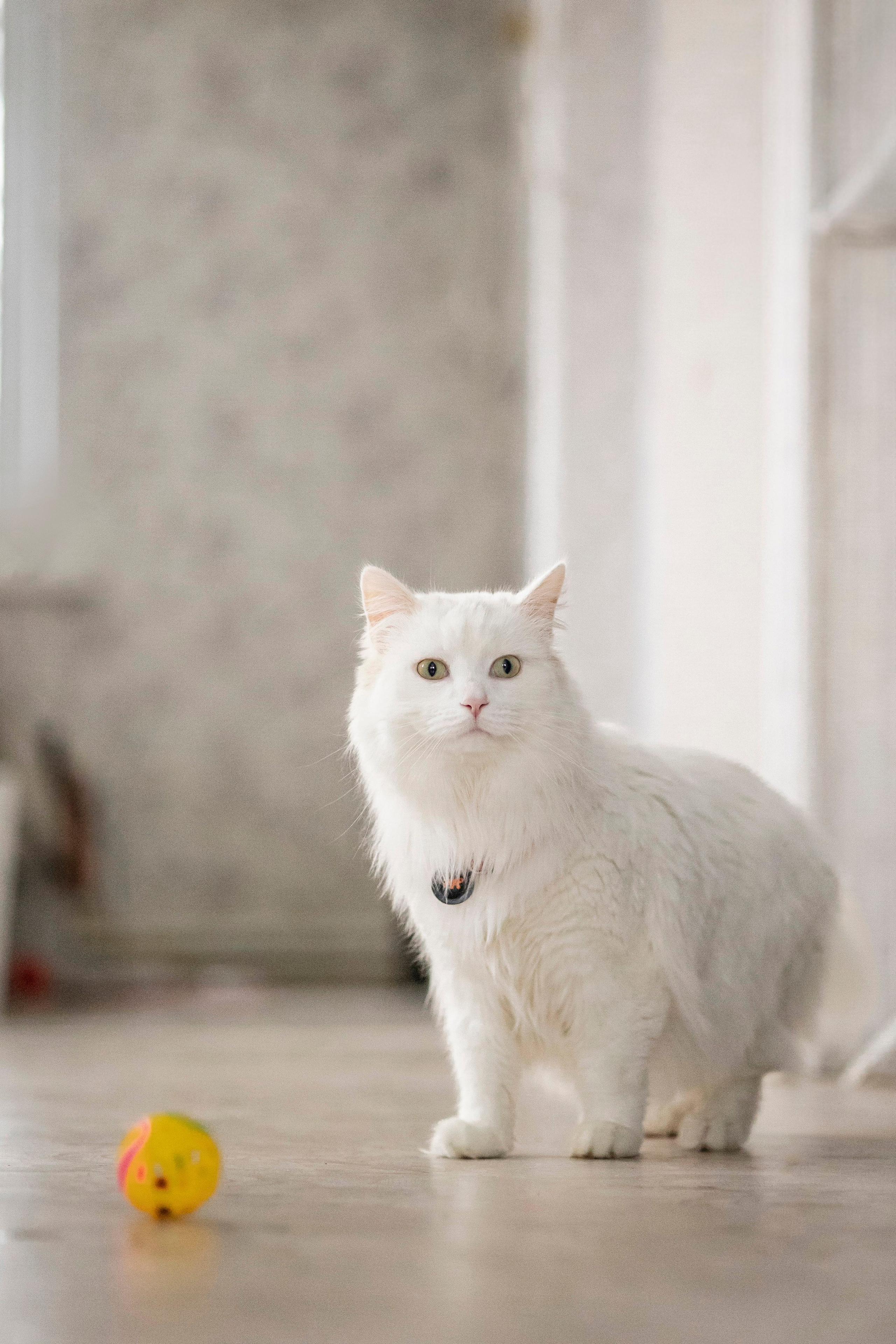 Съемка с лисами. Анастасия Белаш