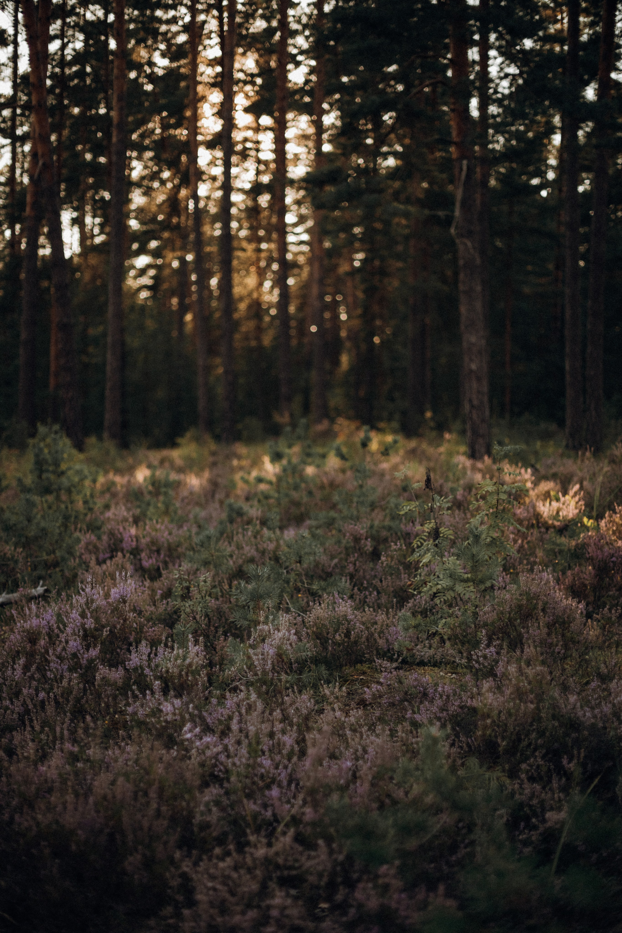 Павел и Анастасия. Семейный фотограф в Брянске Зурилина Екатерина