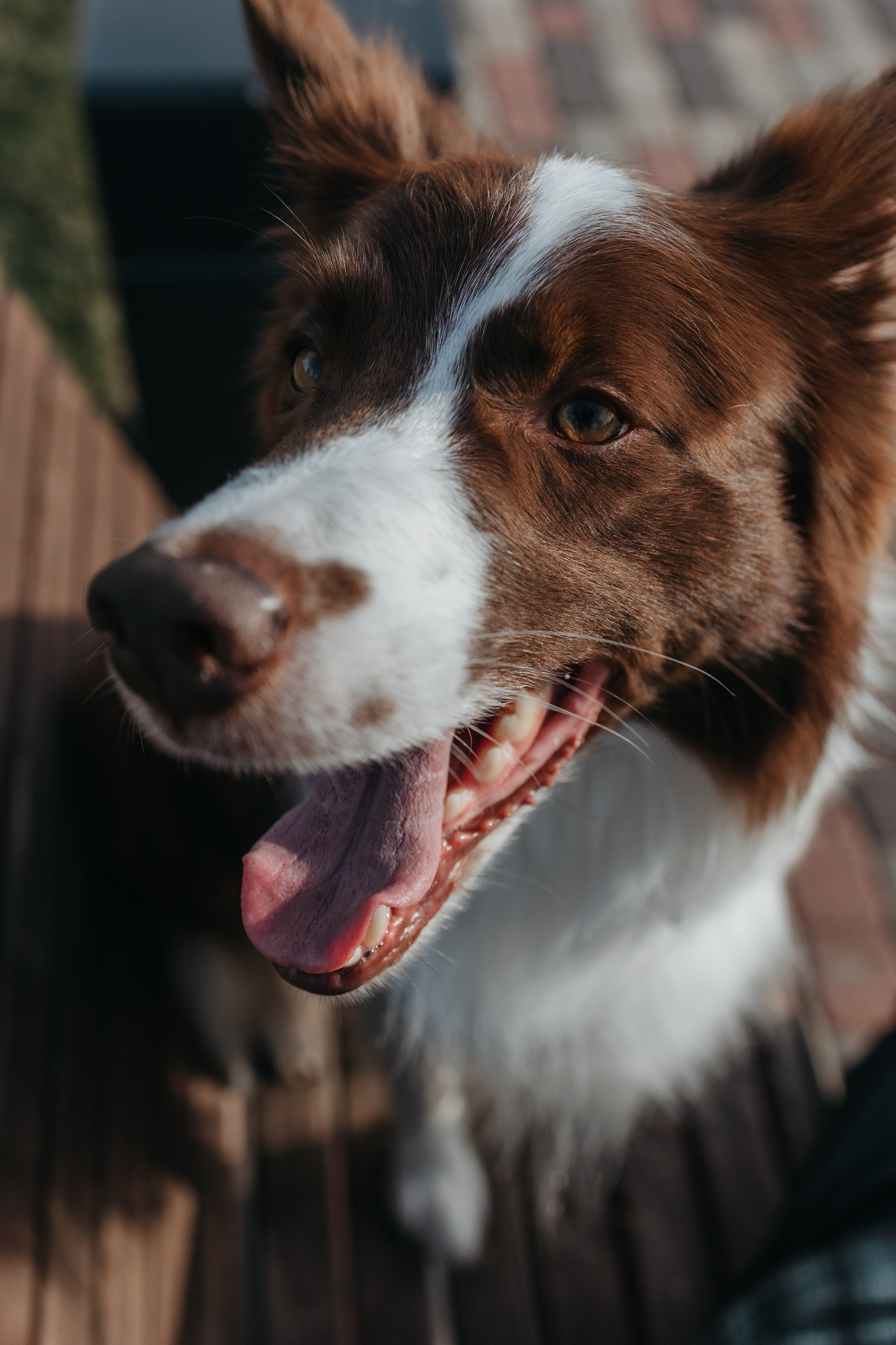 Маша и Тори. Фотограф — анималист Светлана Кысса|фотограф собак в Краснодаре и Нижнем Новгороде